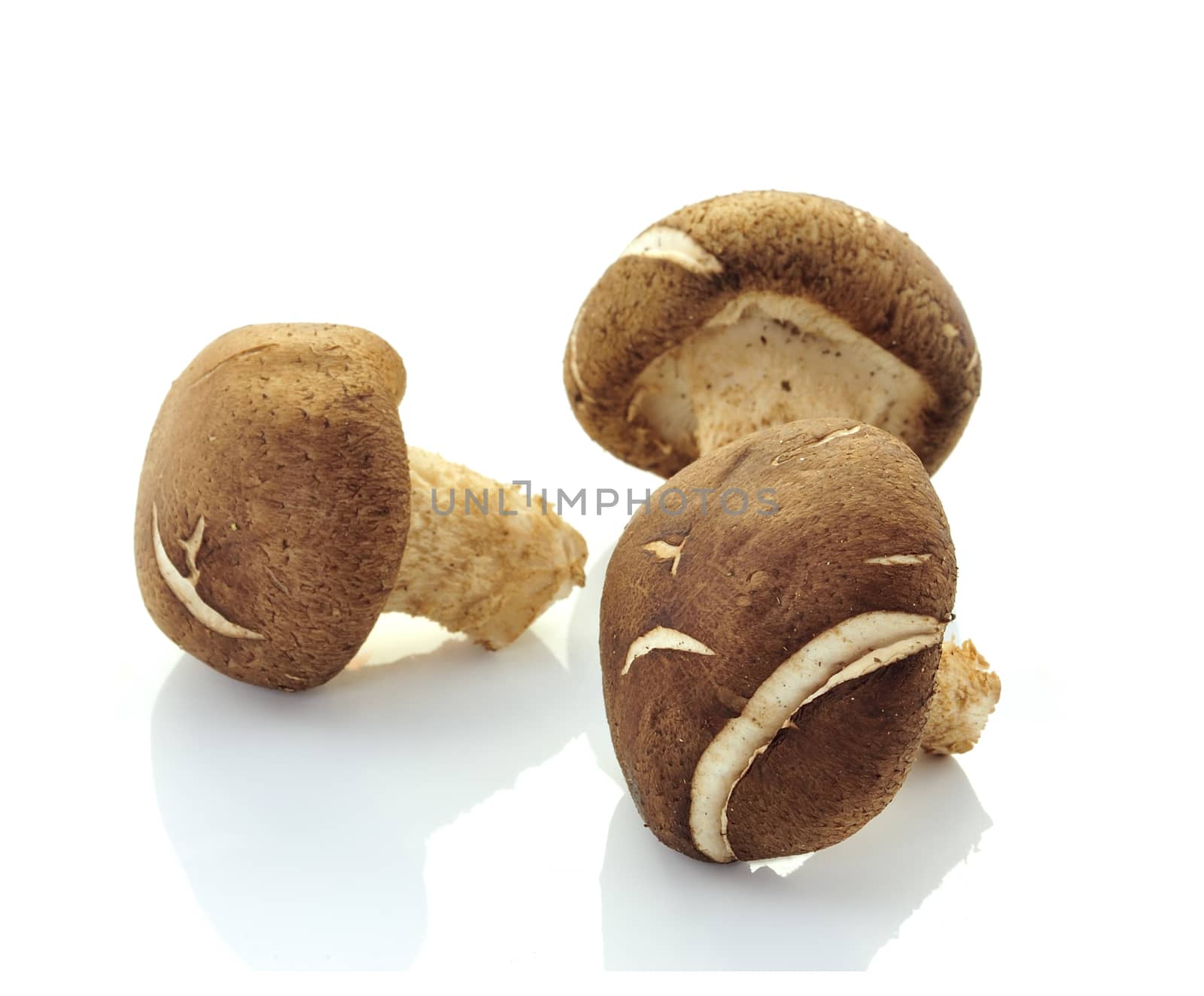 Shiitake mushrooms (Lentinula edodes). by sommai