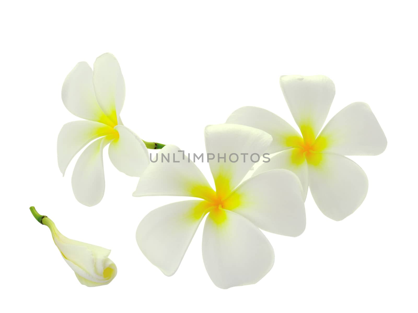 Tropical flowers frangipani (plumeria) isolated on white backgro by sommai