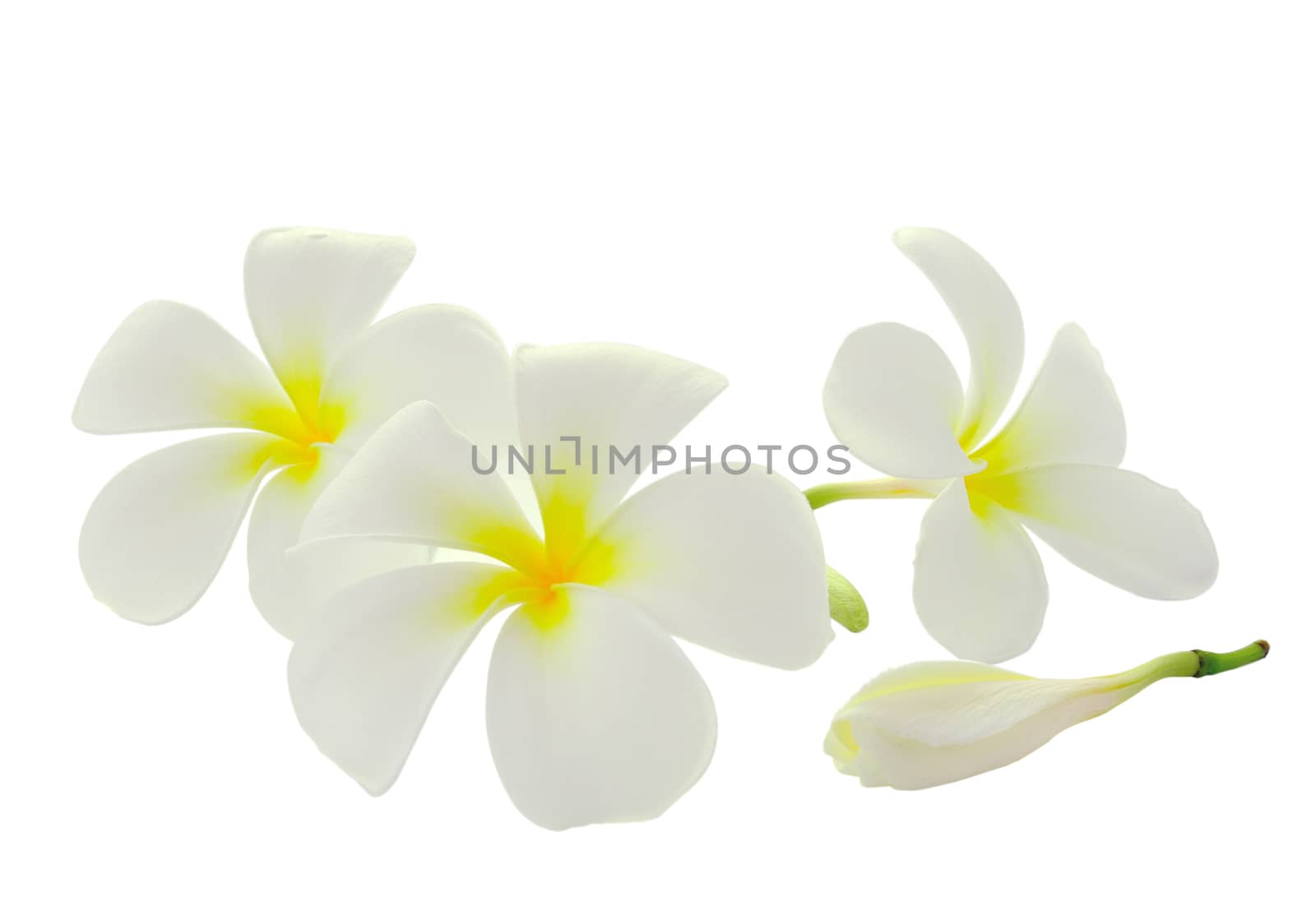 Tropical flowers frangipani (plumeria) isolated on white backgro by sommai