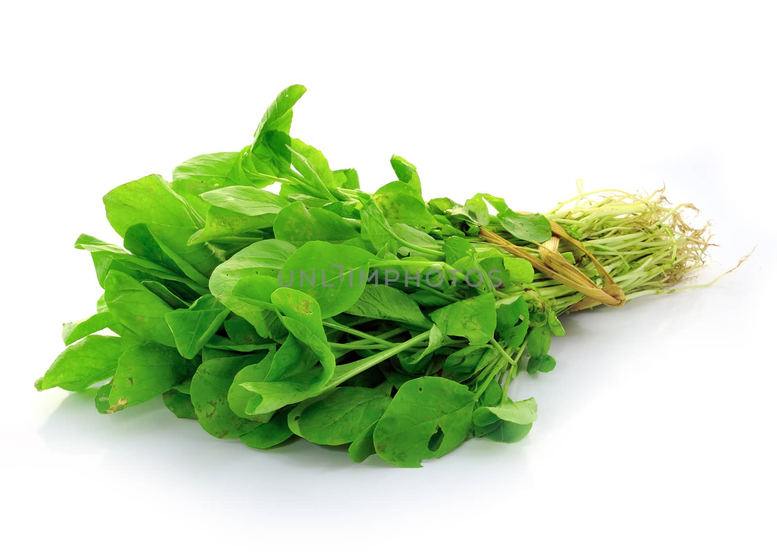 Choy sum, a kind of chinese vegetable in isolated background