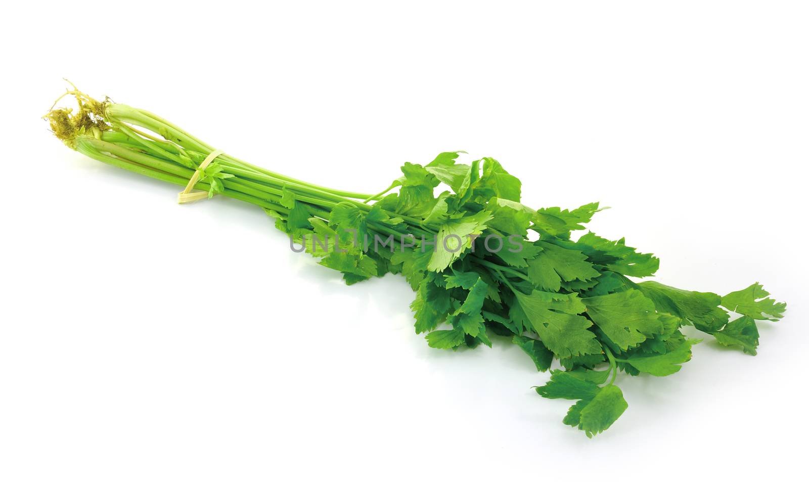 Celery on white background by sommai