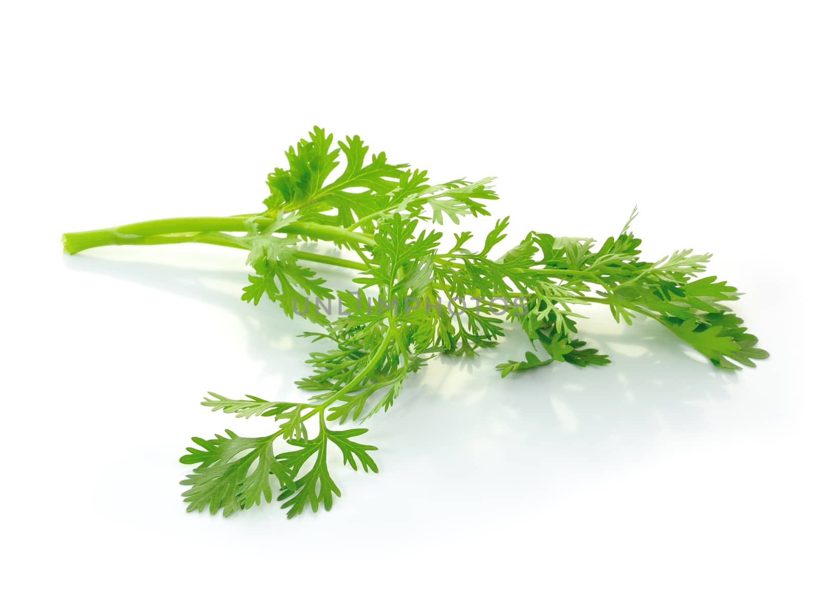 Fresh organic raw coriander leaf isolated on white background. Culinary aromatic herb.