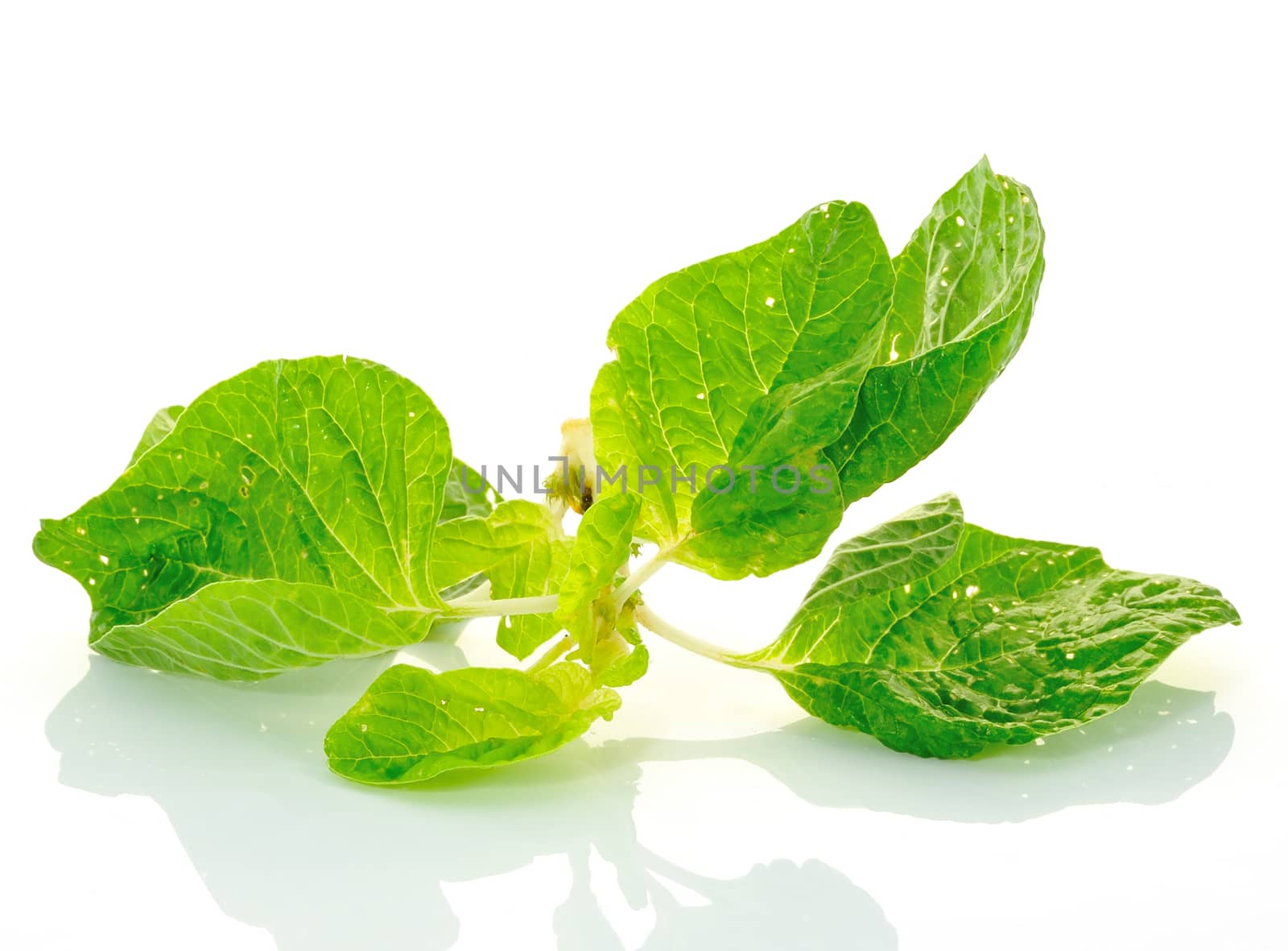 Spinach on white background