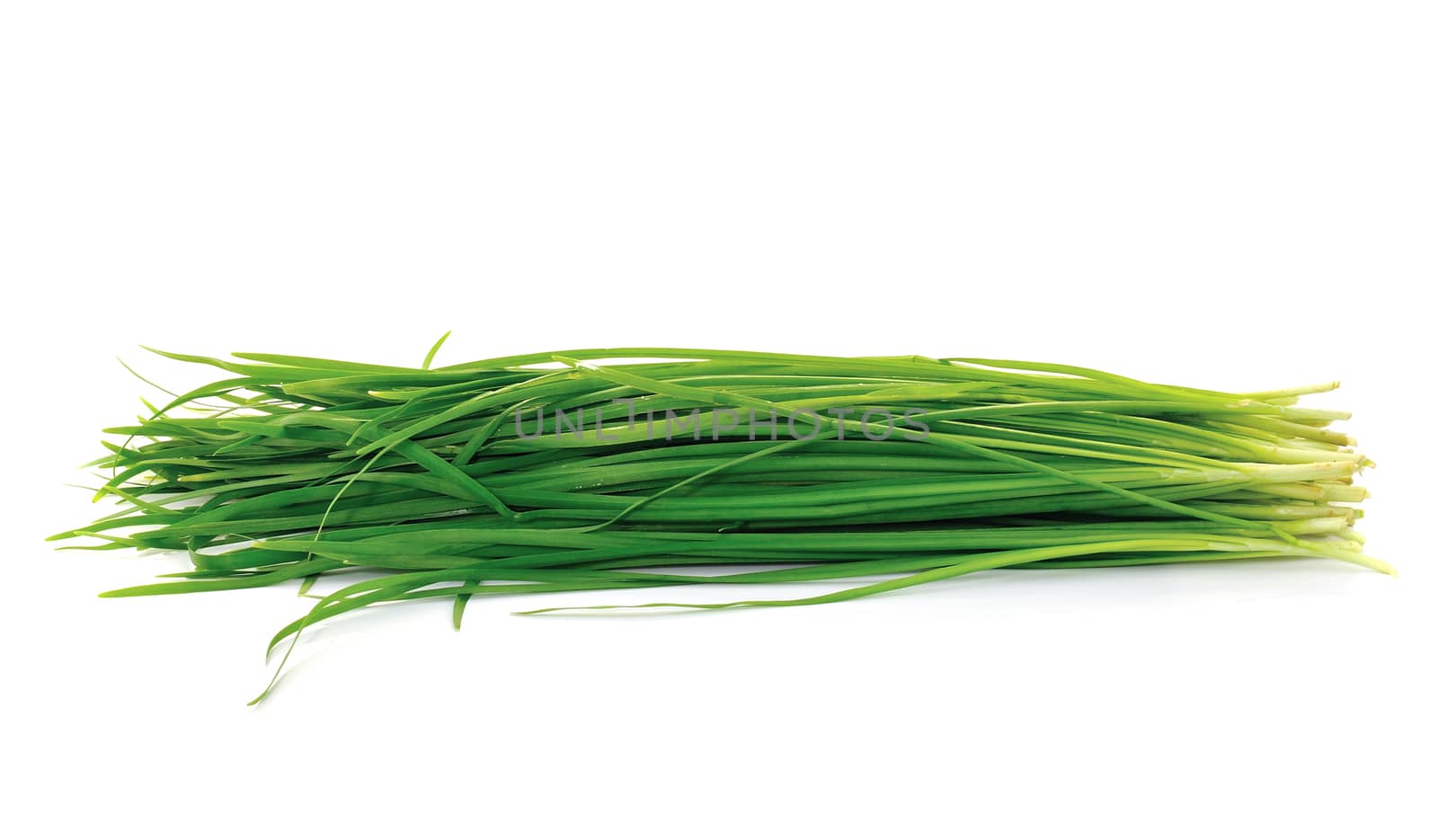 Leek on white background