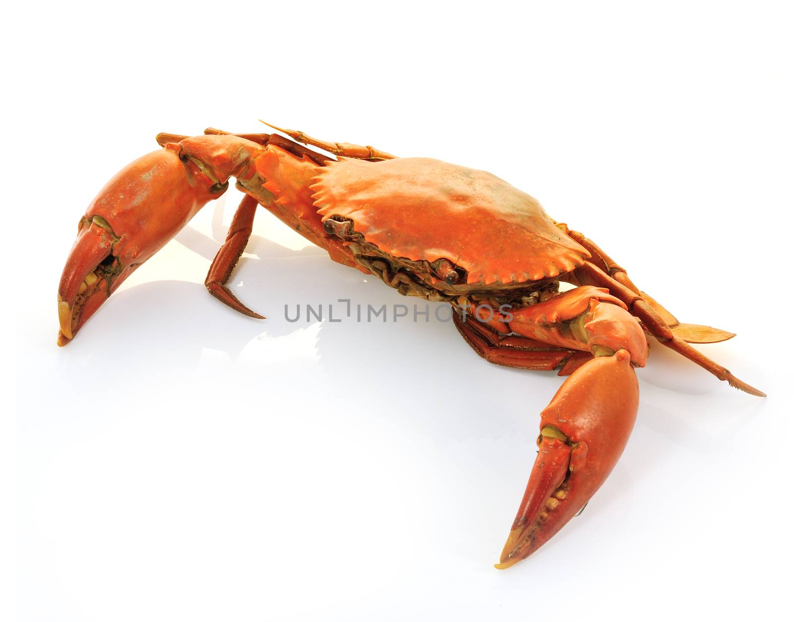 crab