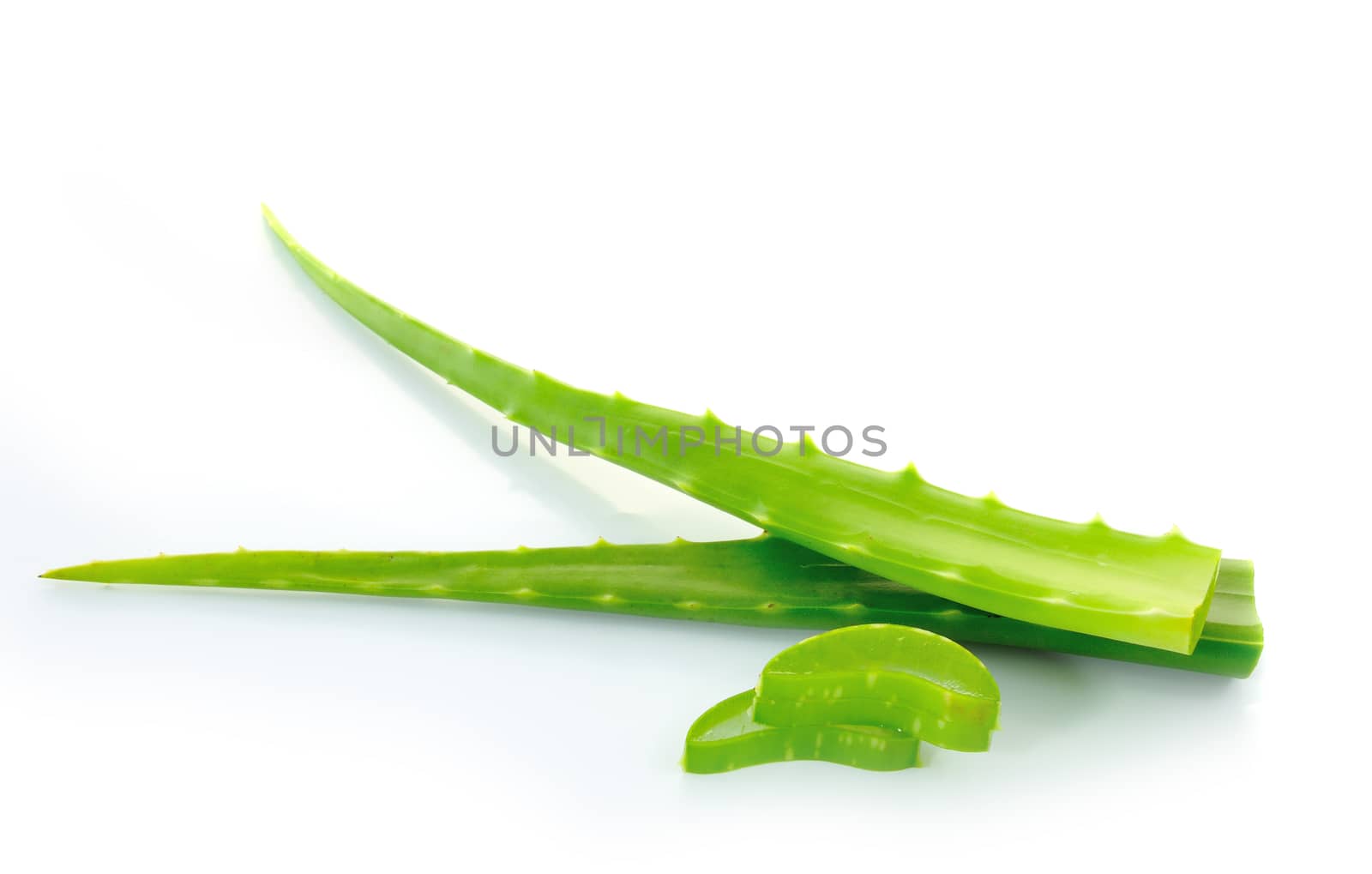 aloe vera fresh leaf. isolated over white