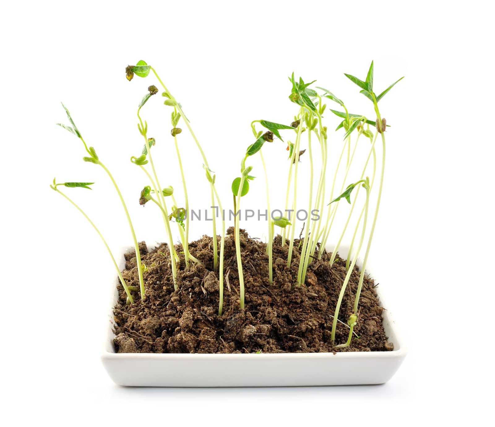 Young plant in a bowl.