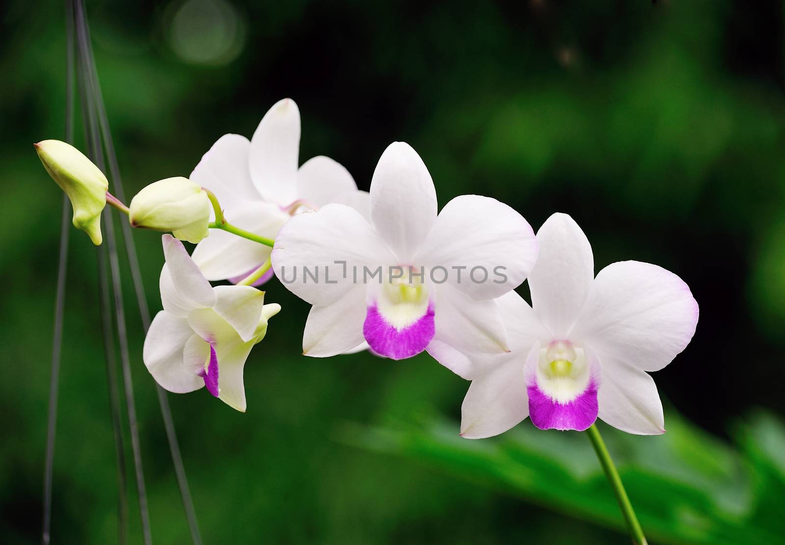 white orchid