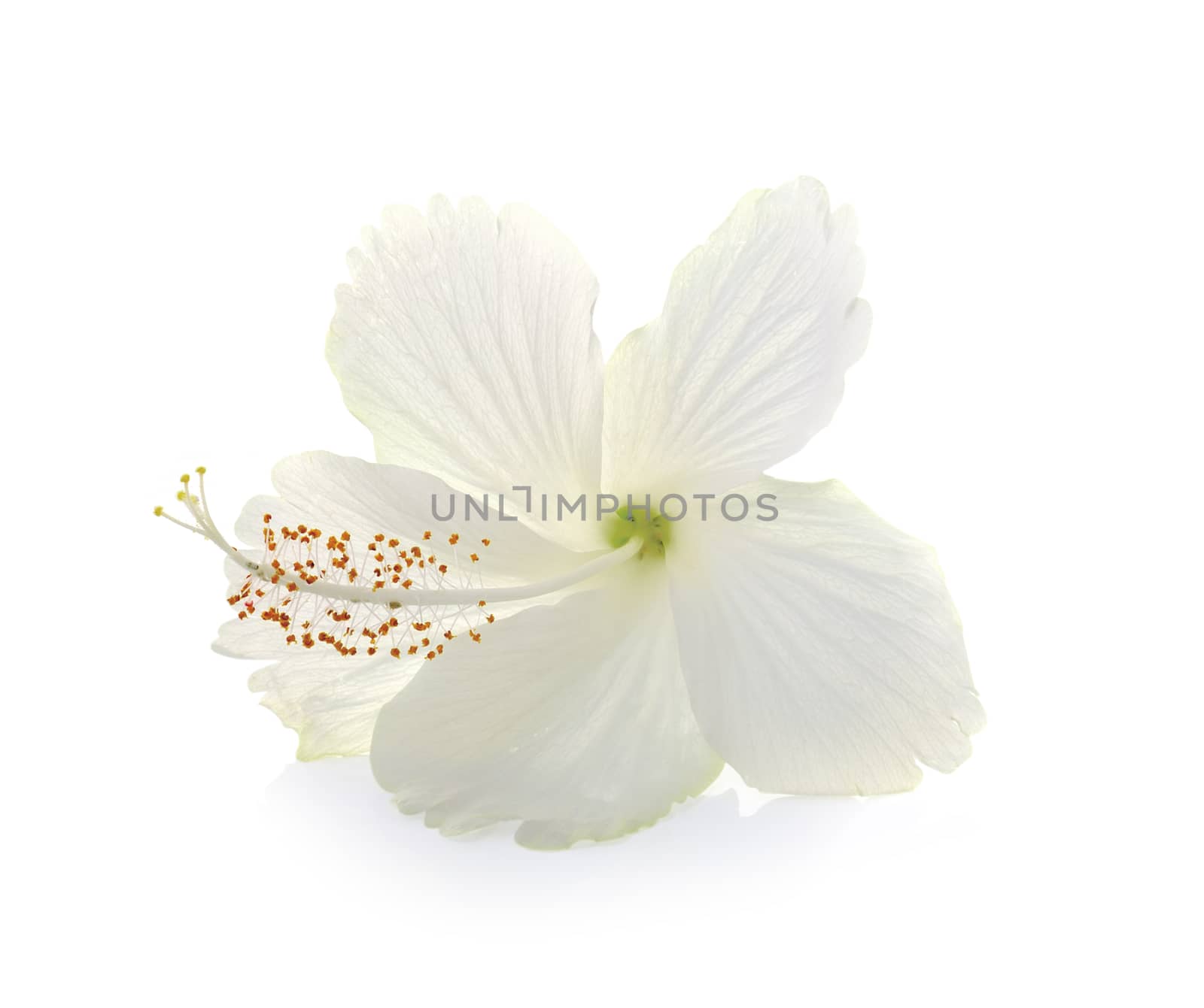 Beautiful flowers isolated on white