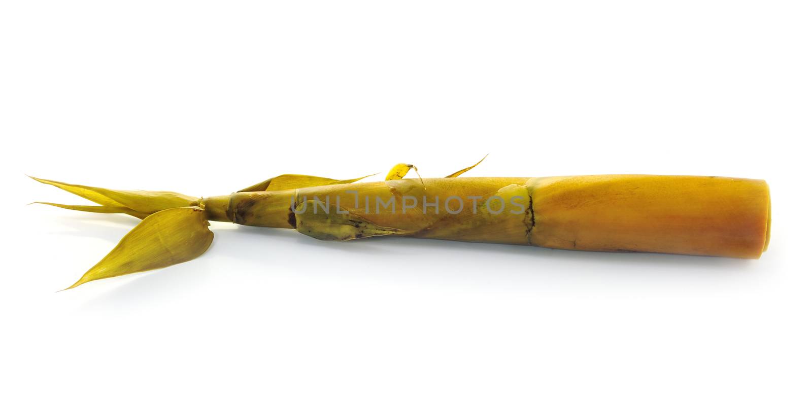 Bamboo shoot on white background