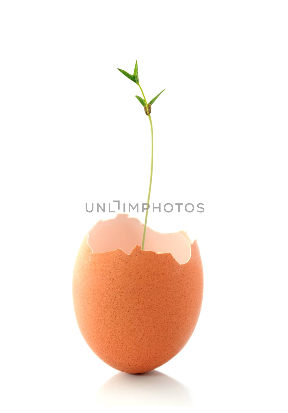 egg shell  with green plant growing isolated