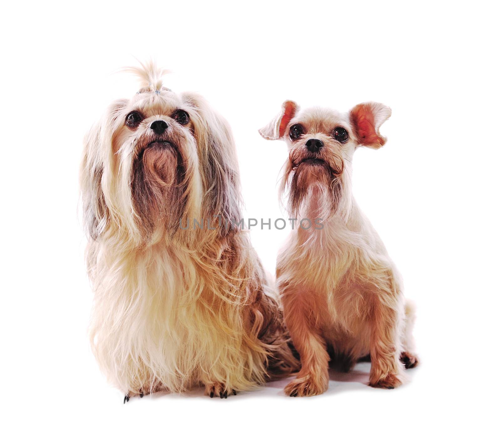 Shih Tzu dog in studio on a white background