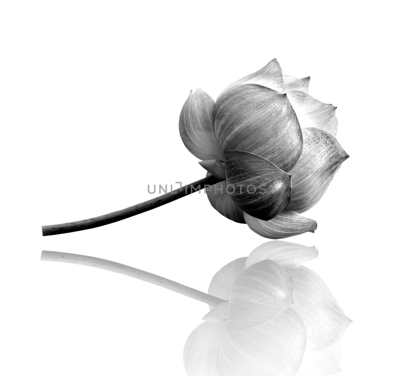 Lotus flower in black and white 