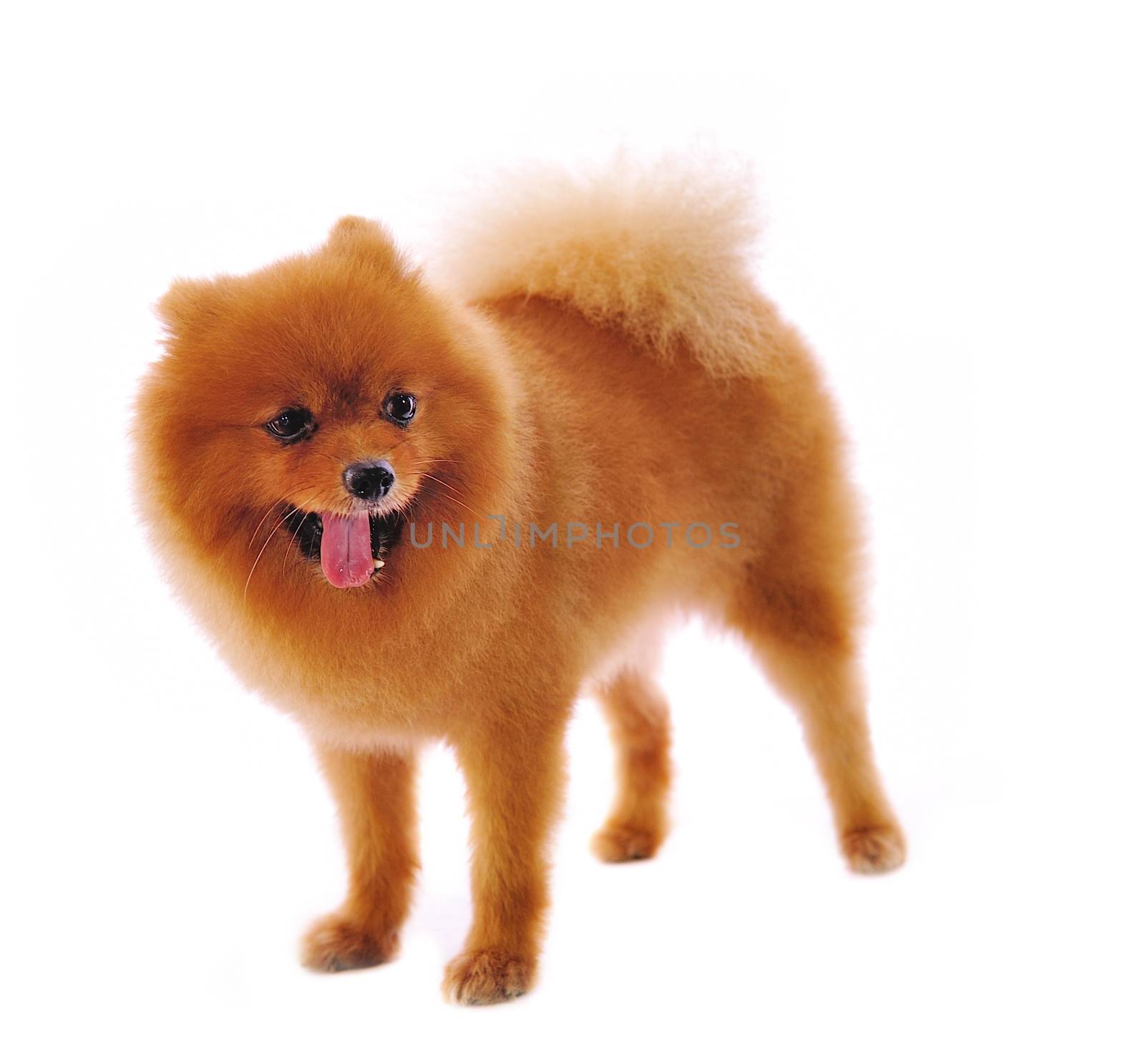 Pomeranian Spitz dog. Portrait on a white background