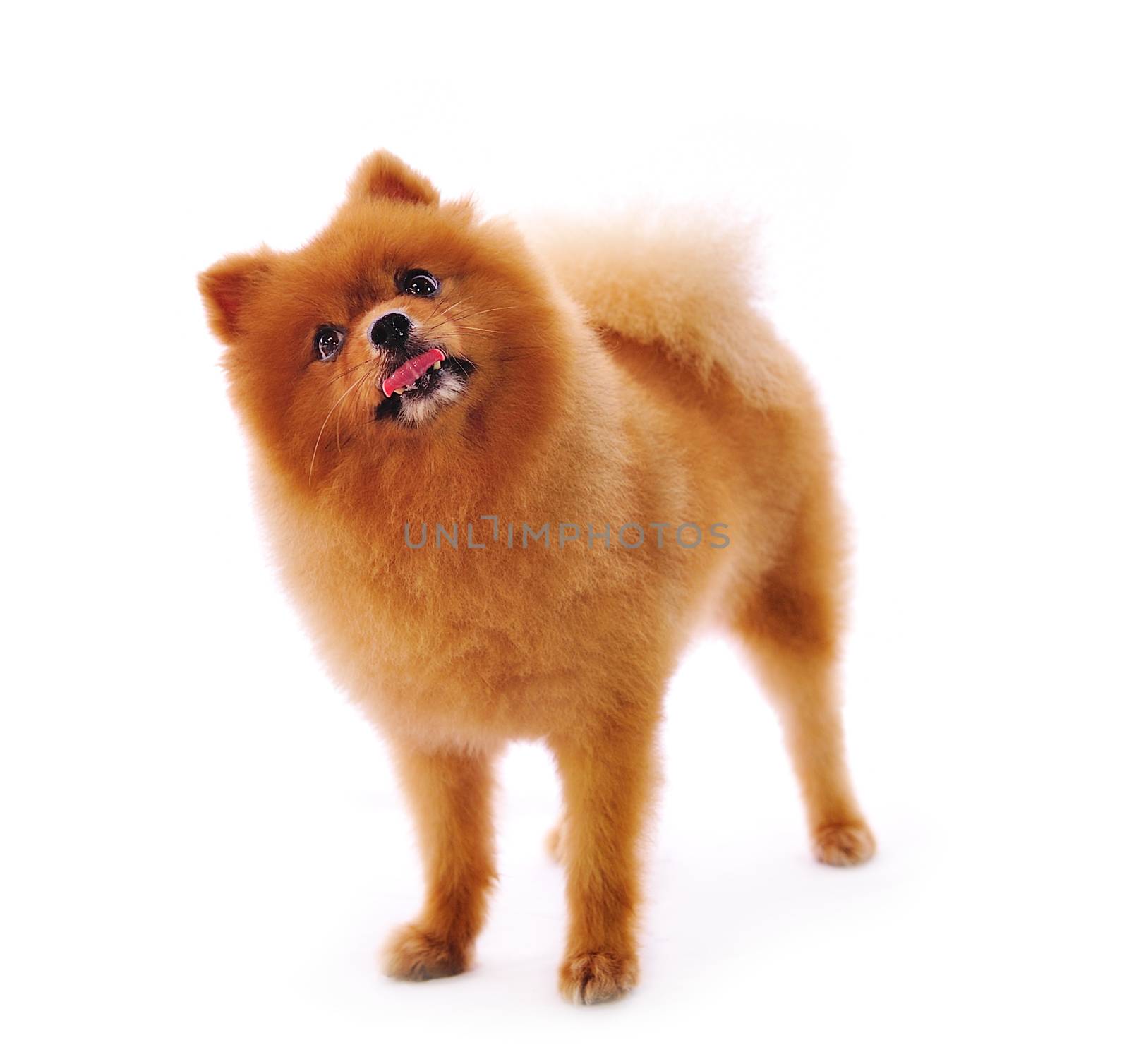 Pomeranian Spitz dog. Portrait on a white background