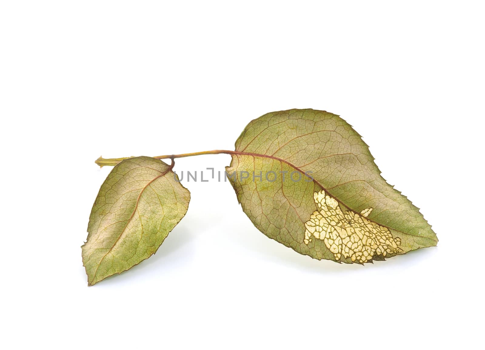 dry Leaves