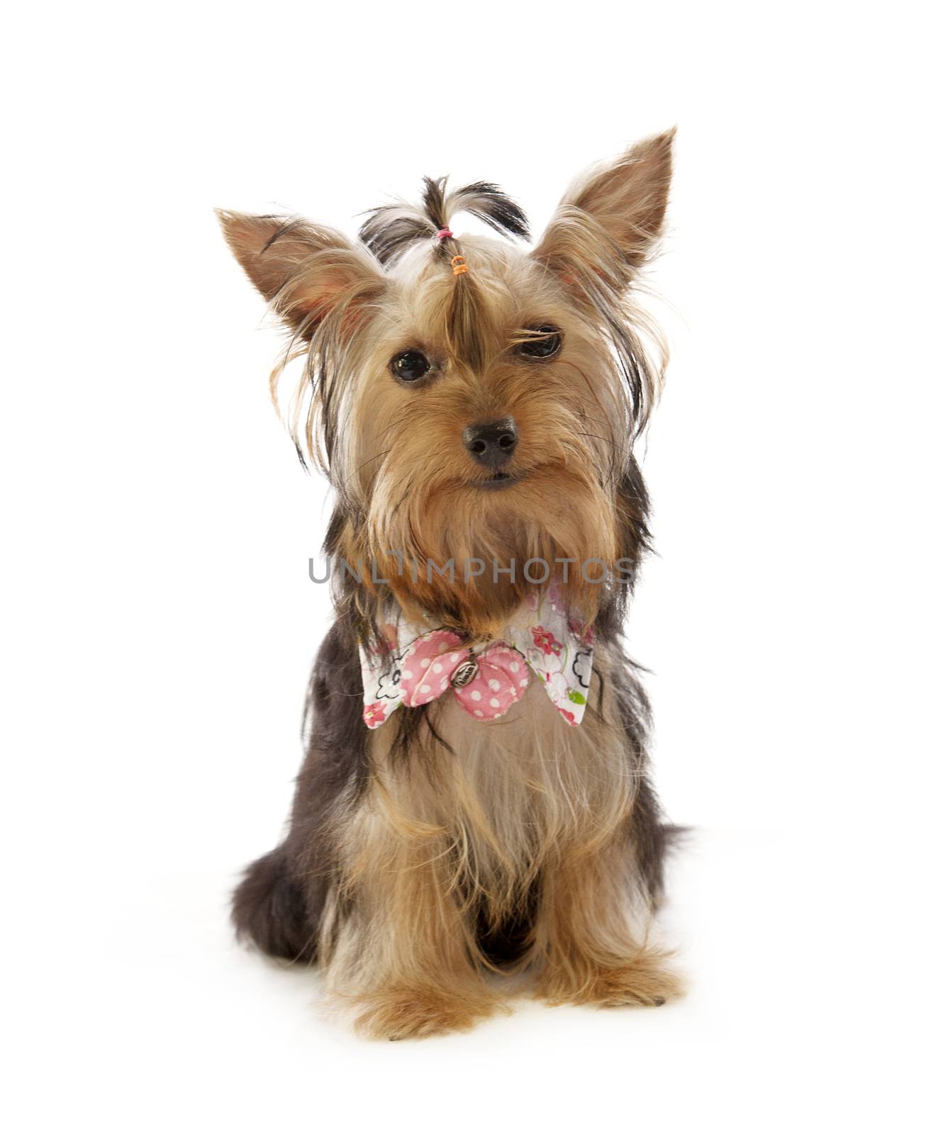 Beautiful Yorkie on white background by sommai