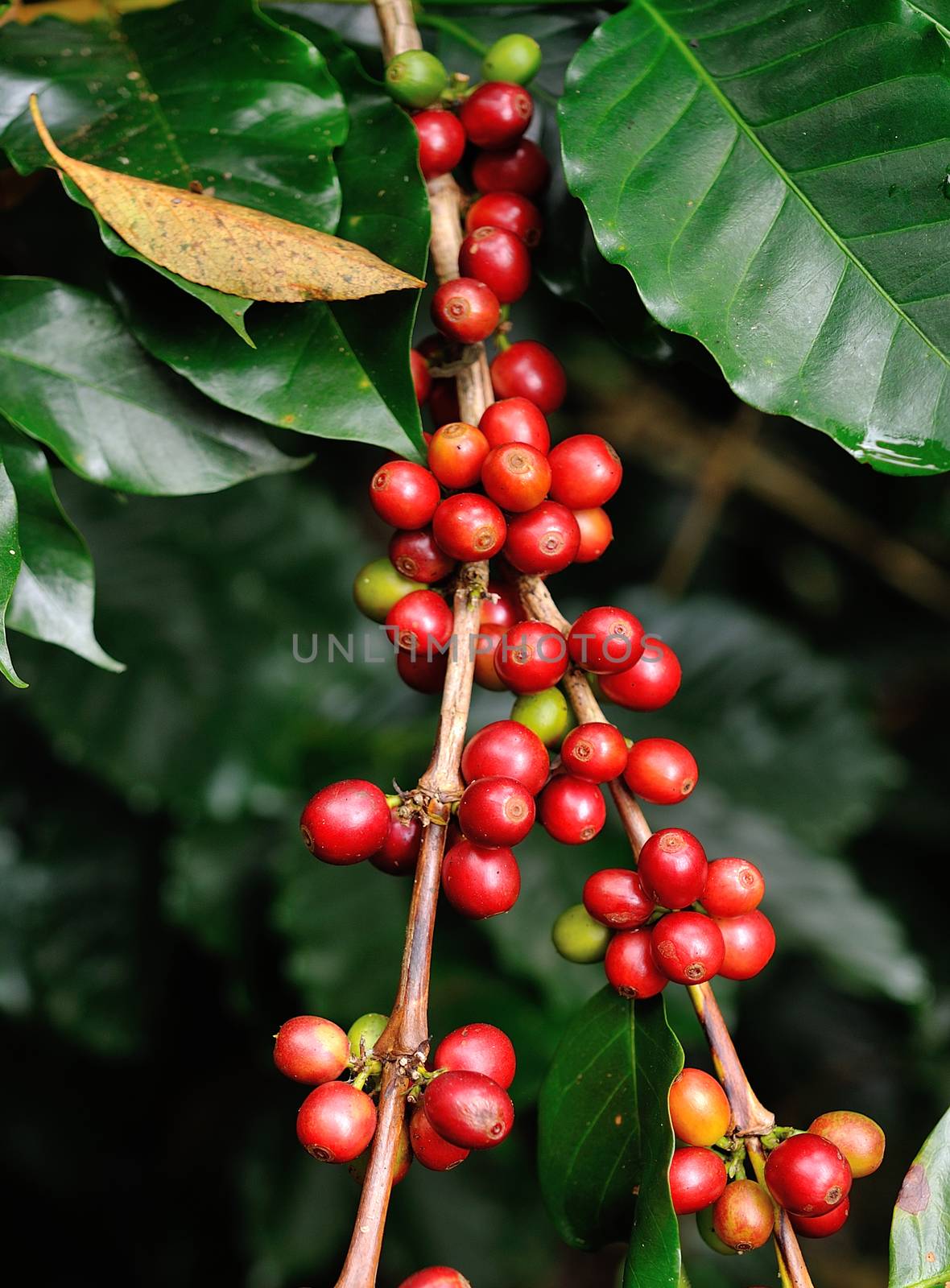 coffee beans on coffee tree