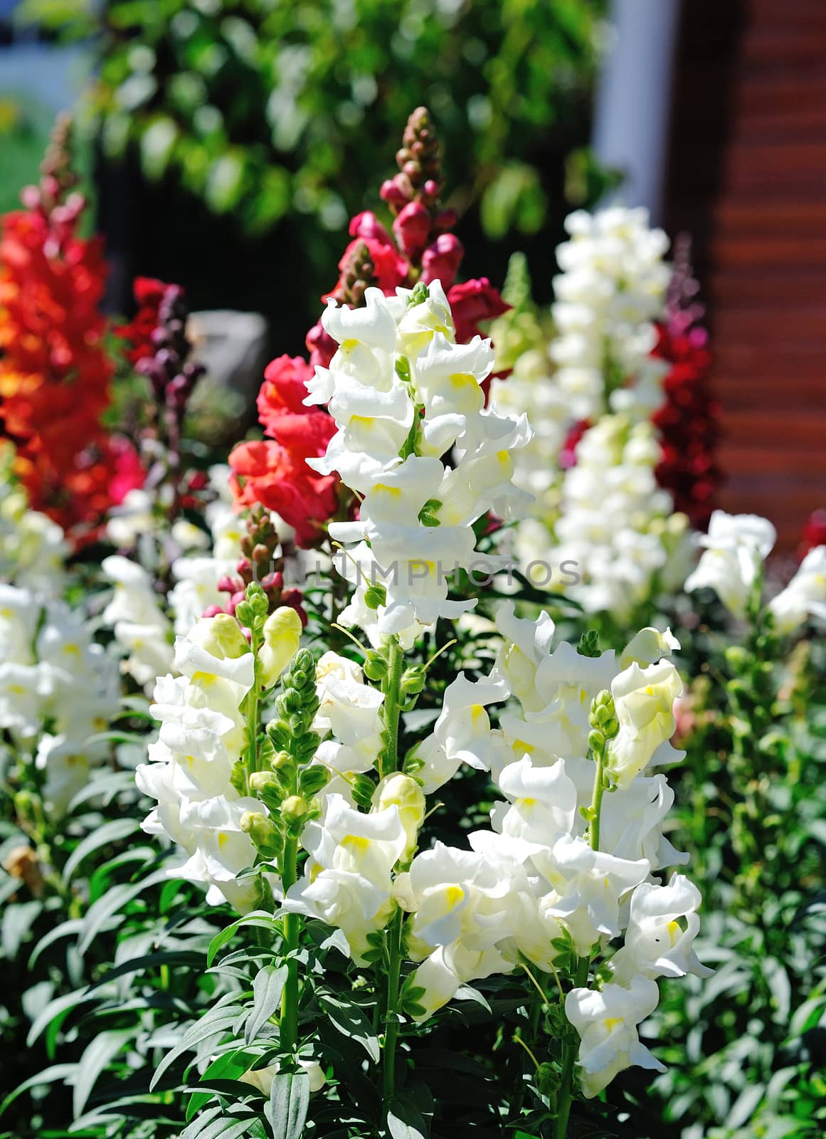 flower garden, Thailand