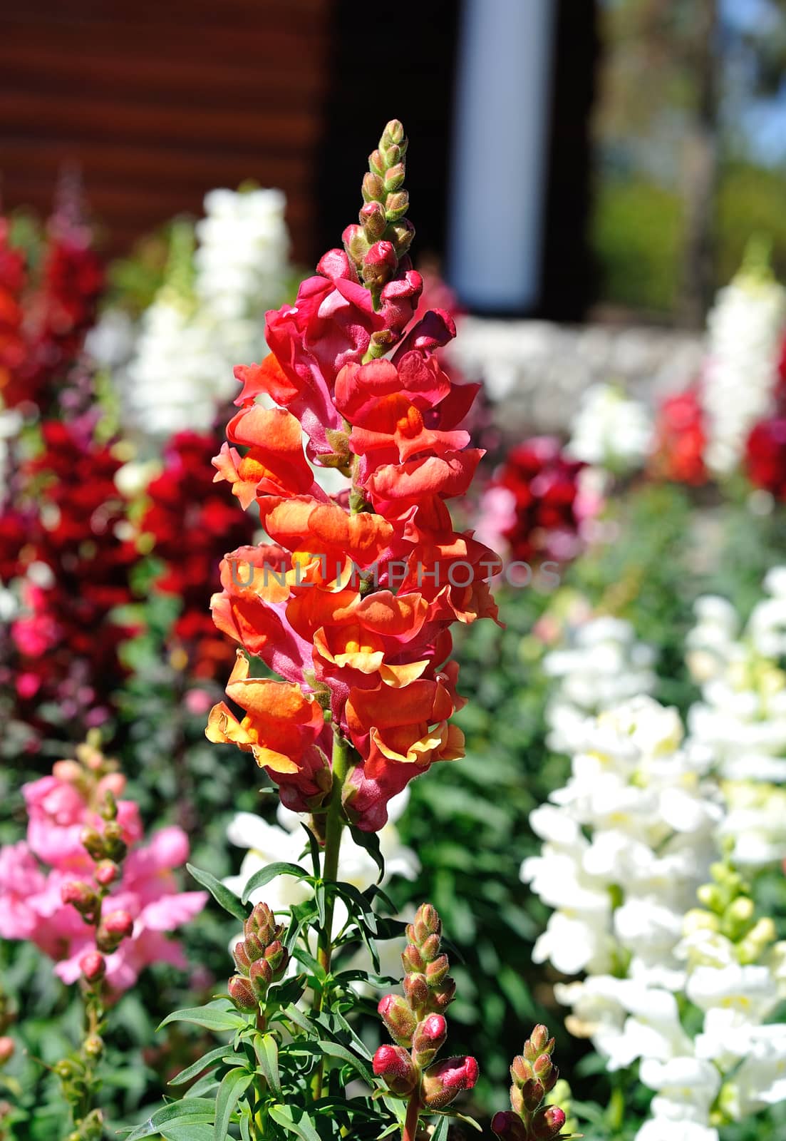 flower garden, Thailand