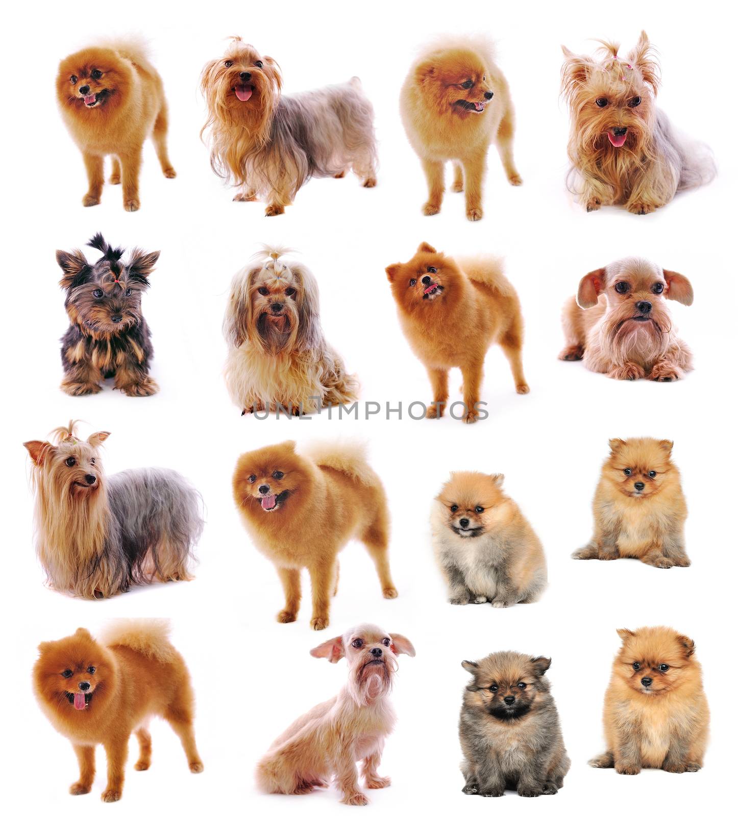 Yorkshire Terrier , Pomeranian Spitz  on white background