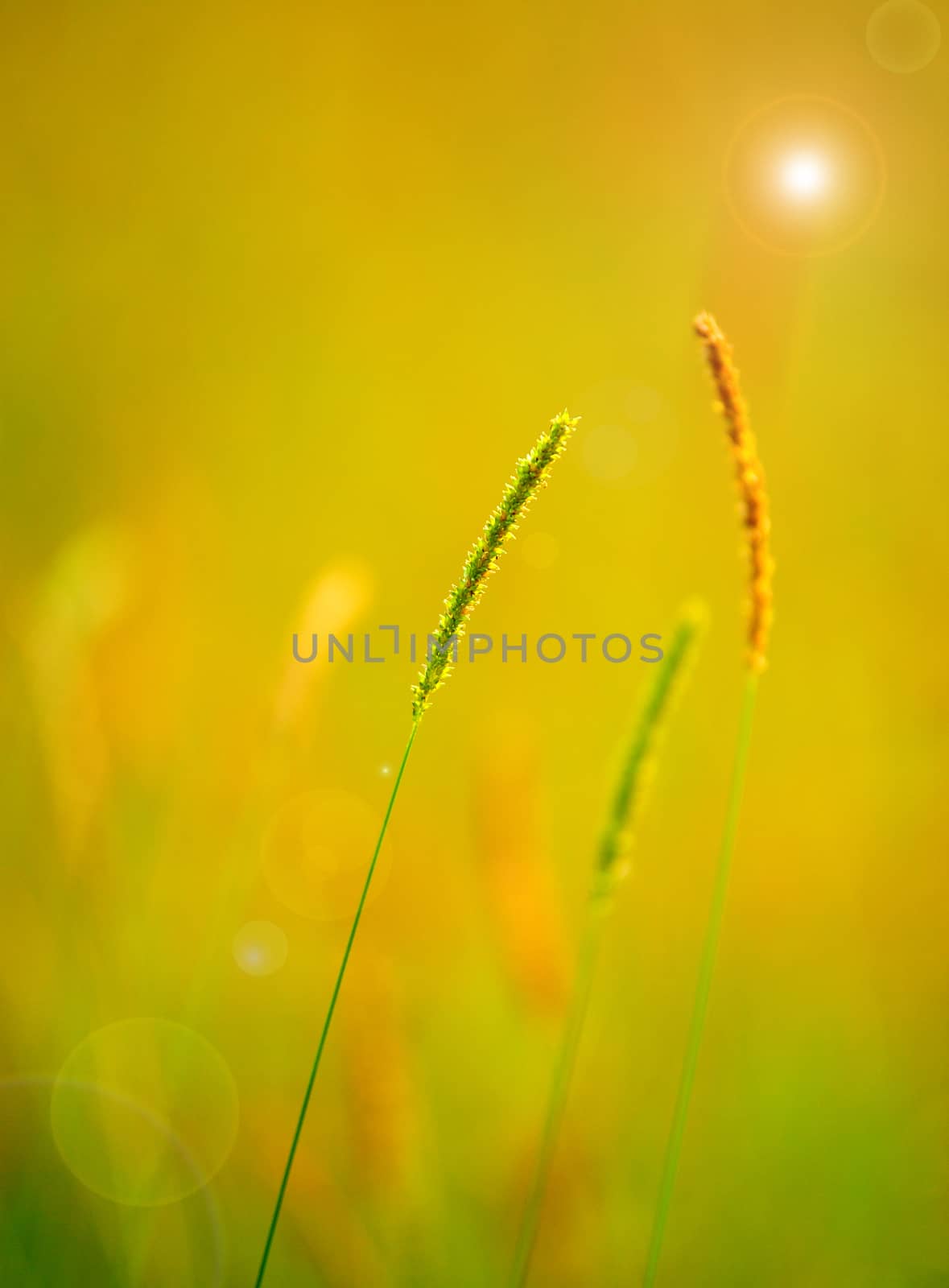 Close up view plant in  spring background