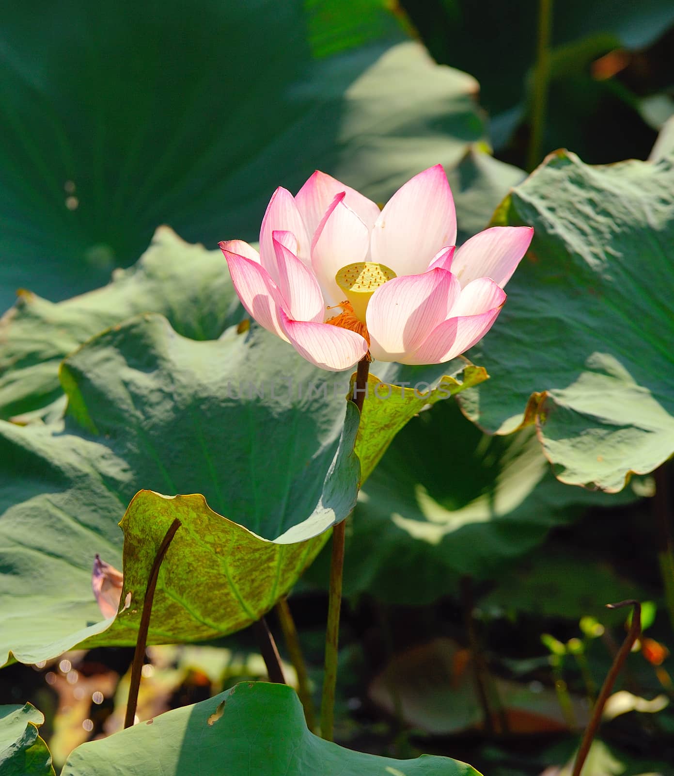 lotus flower on the water by sommai