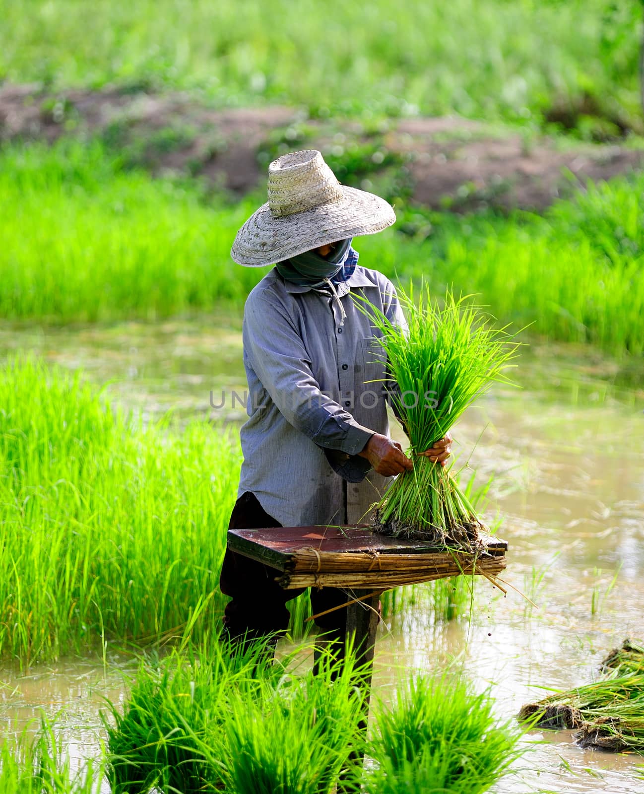 There is a farmer working in the farm. by sommai