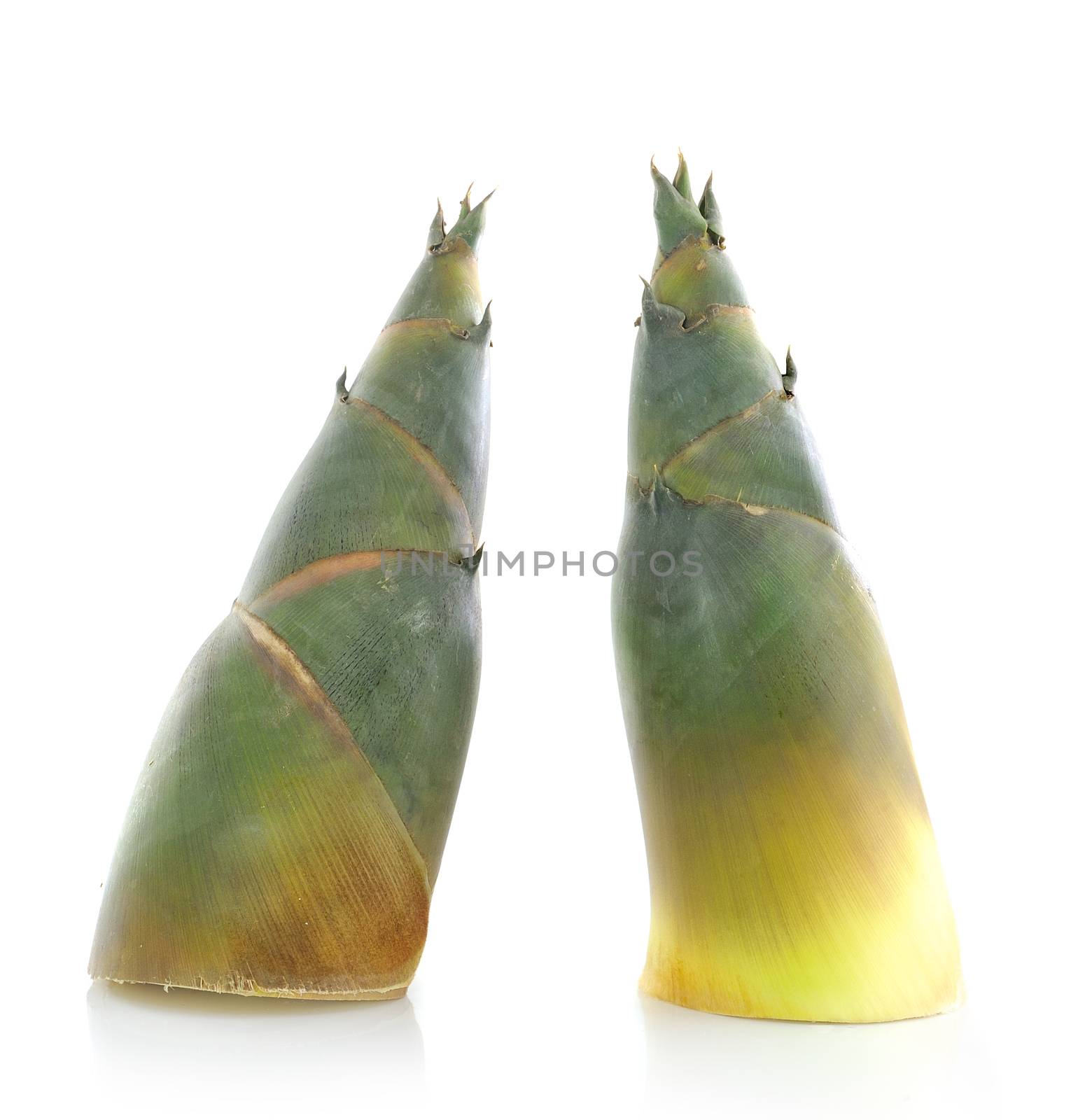 Bamboo shoot on white background