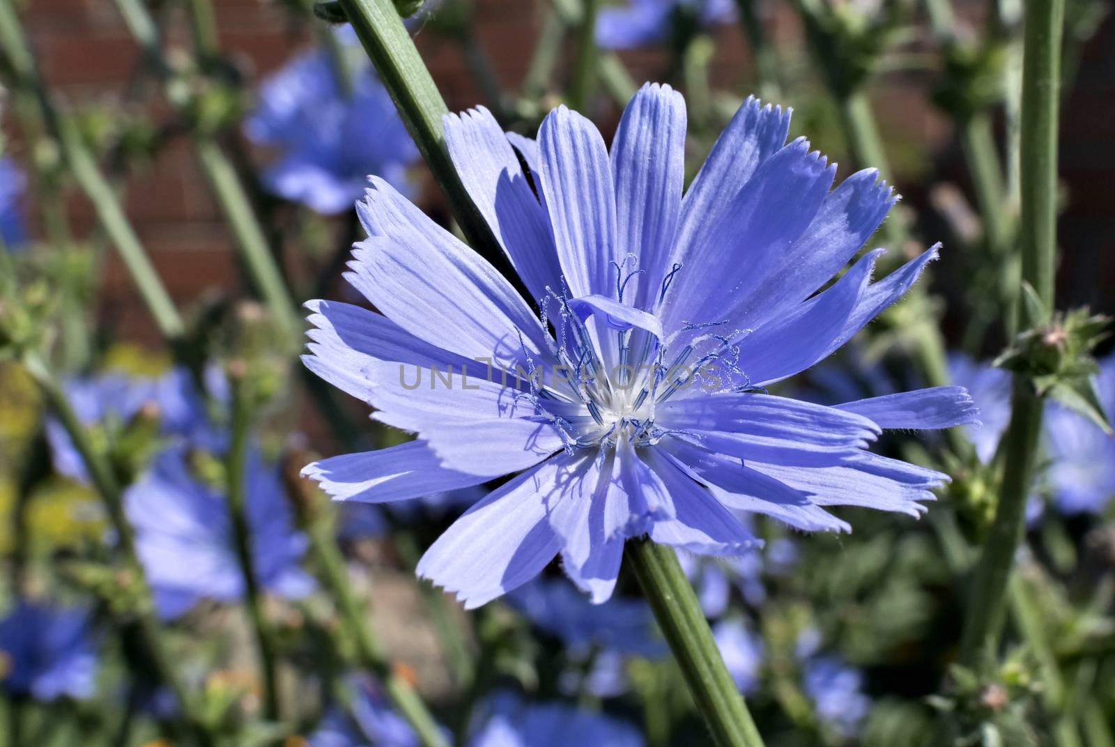blue flower of chicory in the light of the morning sun, visible pistils, stamens, pollen