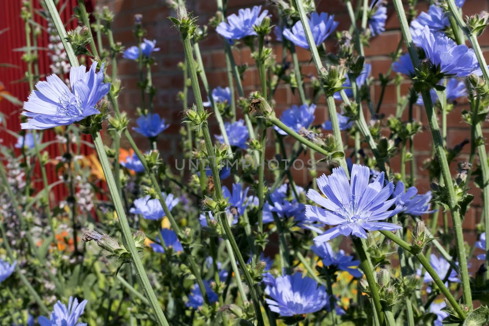 blue flower of chicory in the light of the morning sun