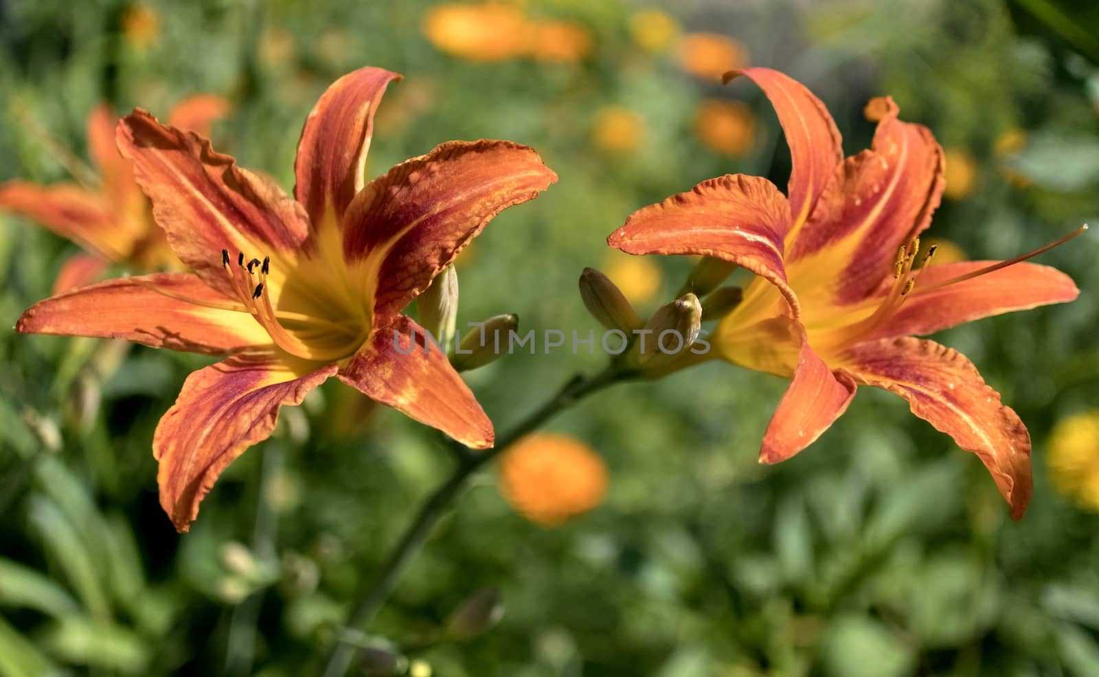 orange tiger Lily flower on blurred nature background