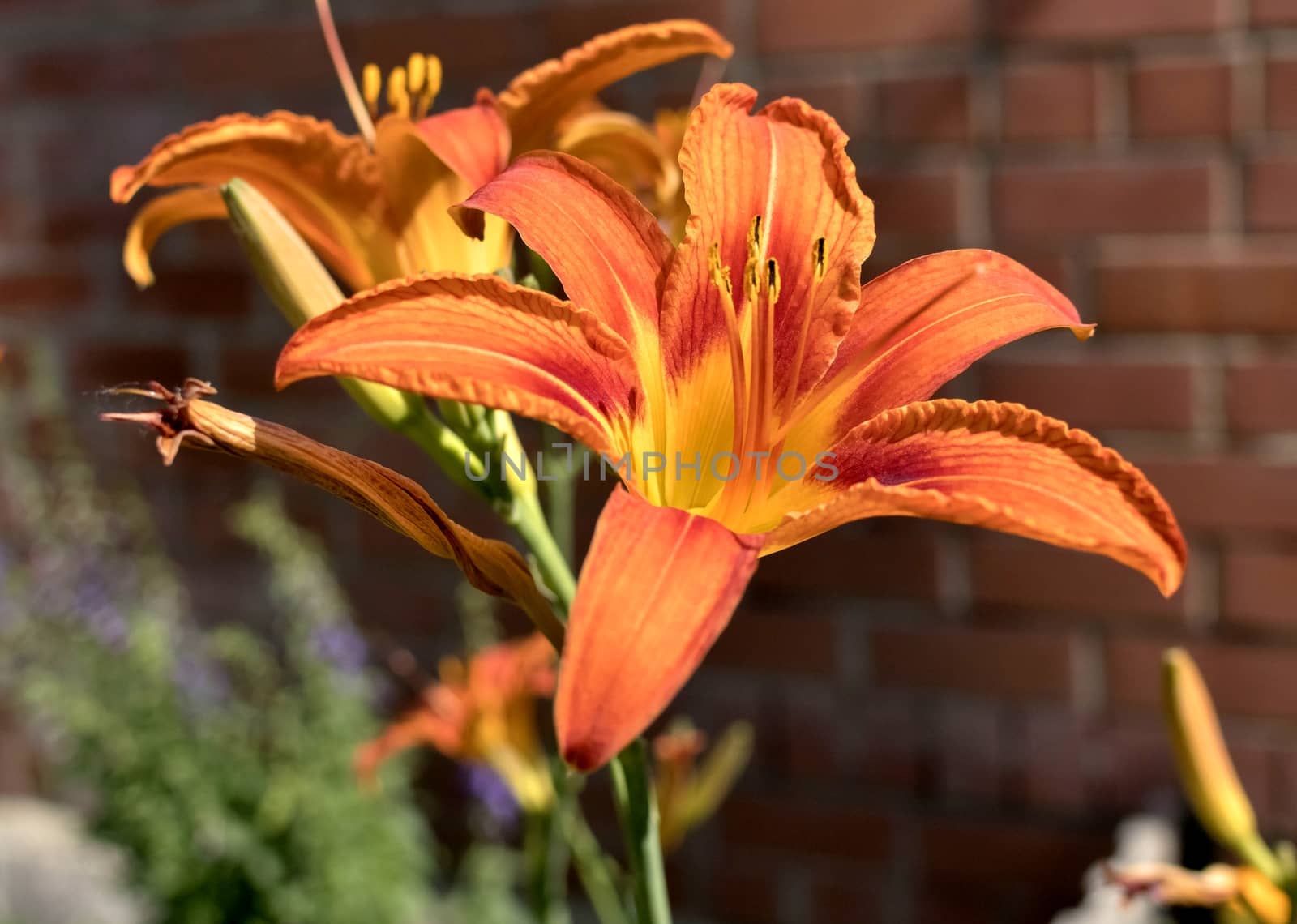orange tiger Lily flower on blurred nature background,soft focus