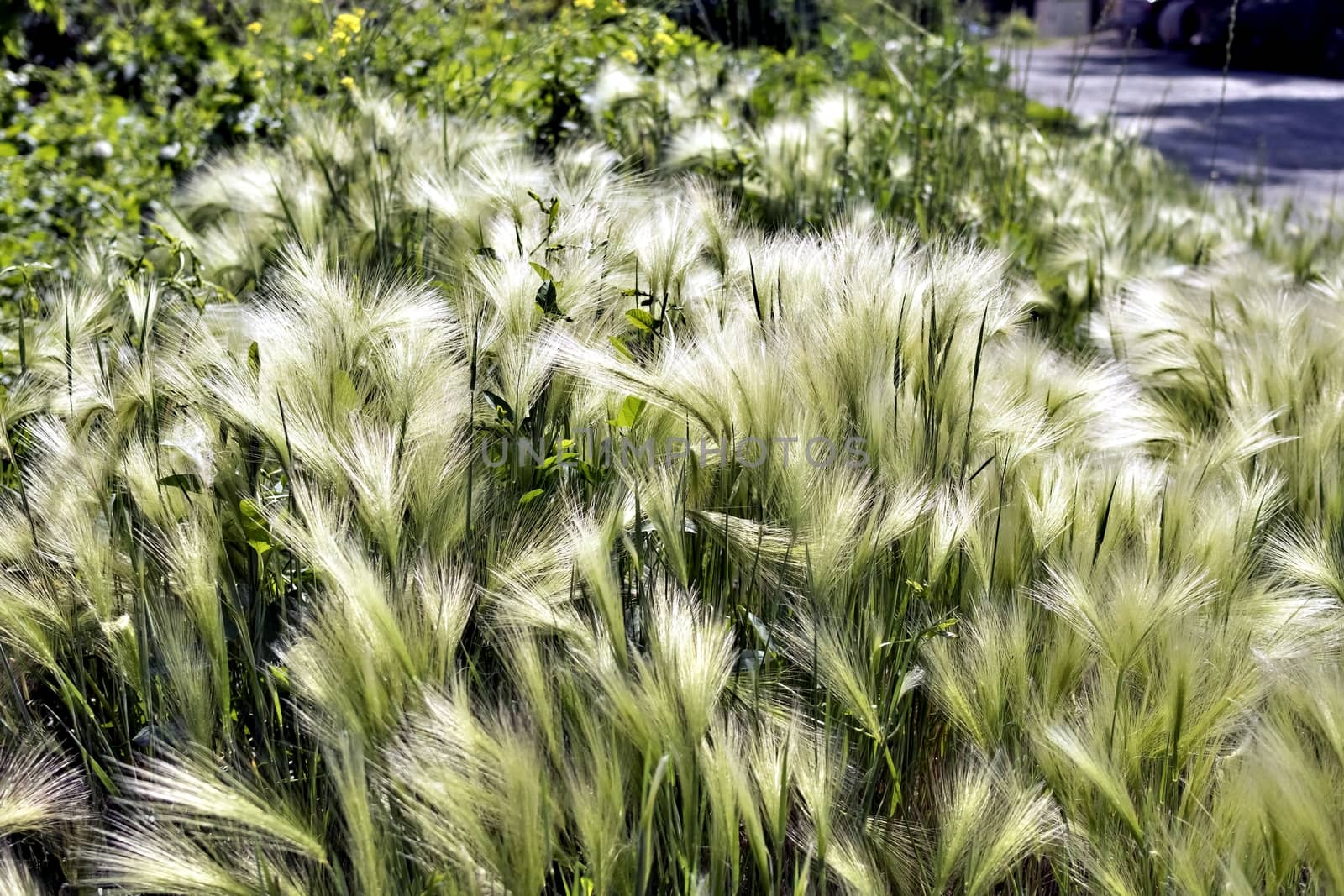 steppe feather grass illuminated by contour sun