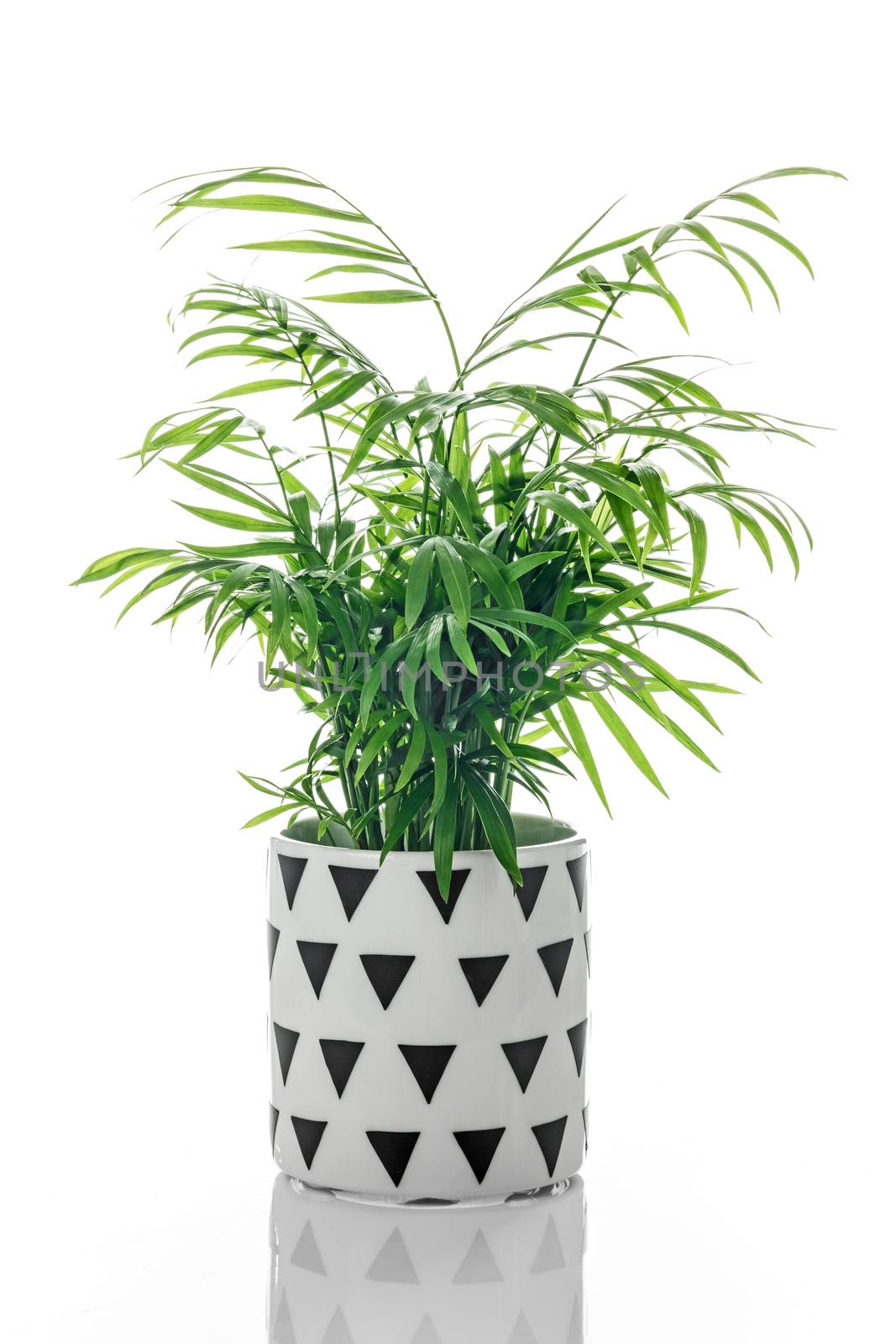 Parlor palm in a decorative black and white ceramic pot, on white background with reflection.