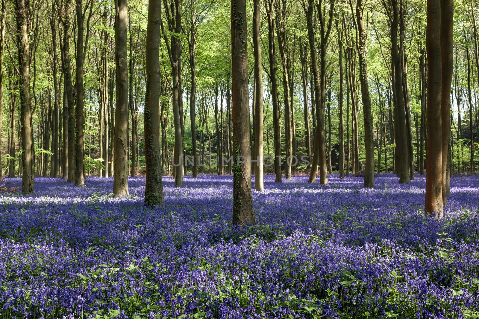 Bluebells in Wepham Woods