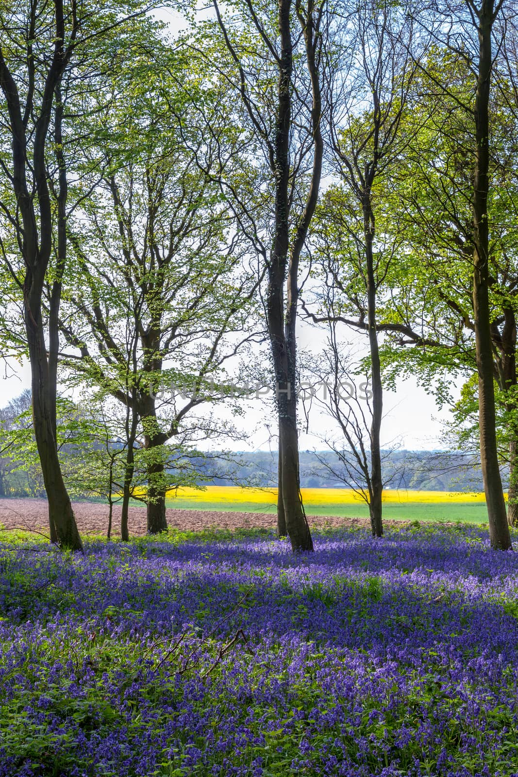 Bluebells in Wepham Wood