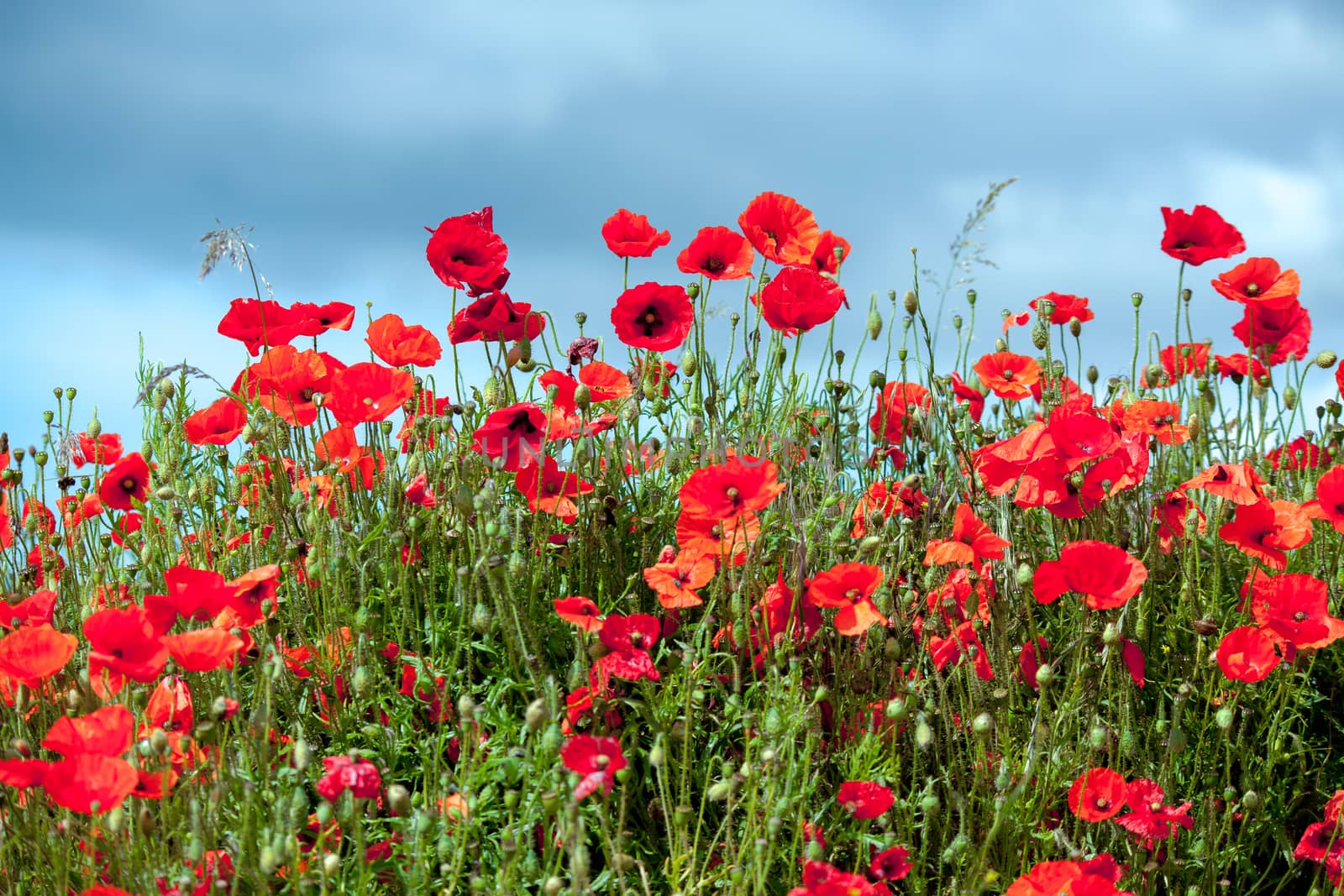 Field of Poppies in Sussex