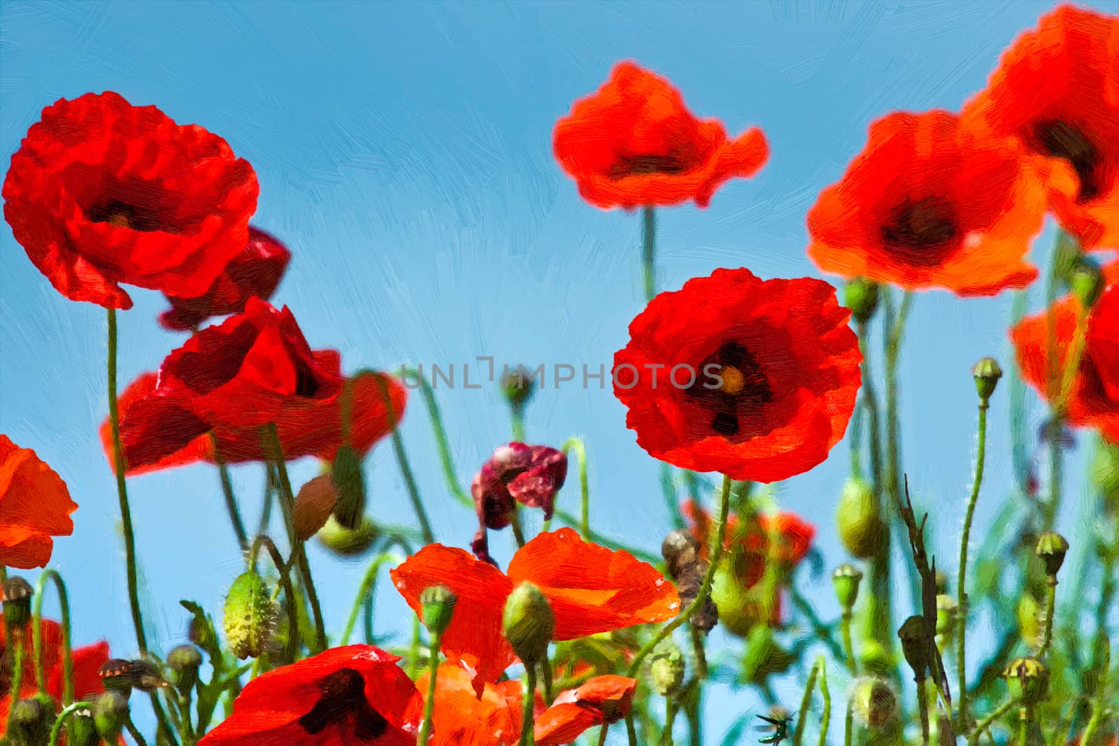 Field of Poppies in Sussex by phil_bird