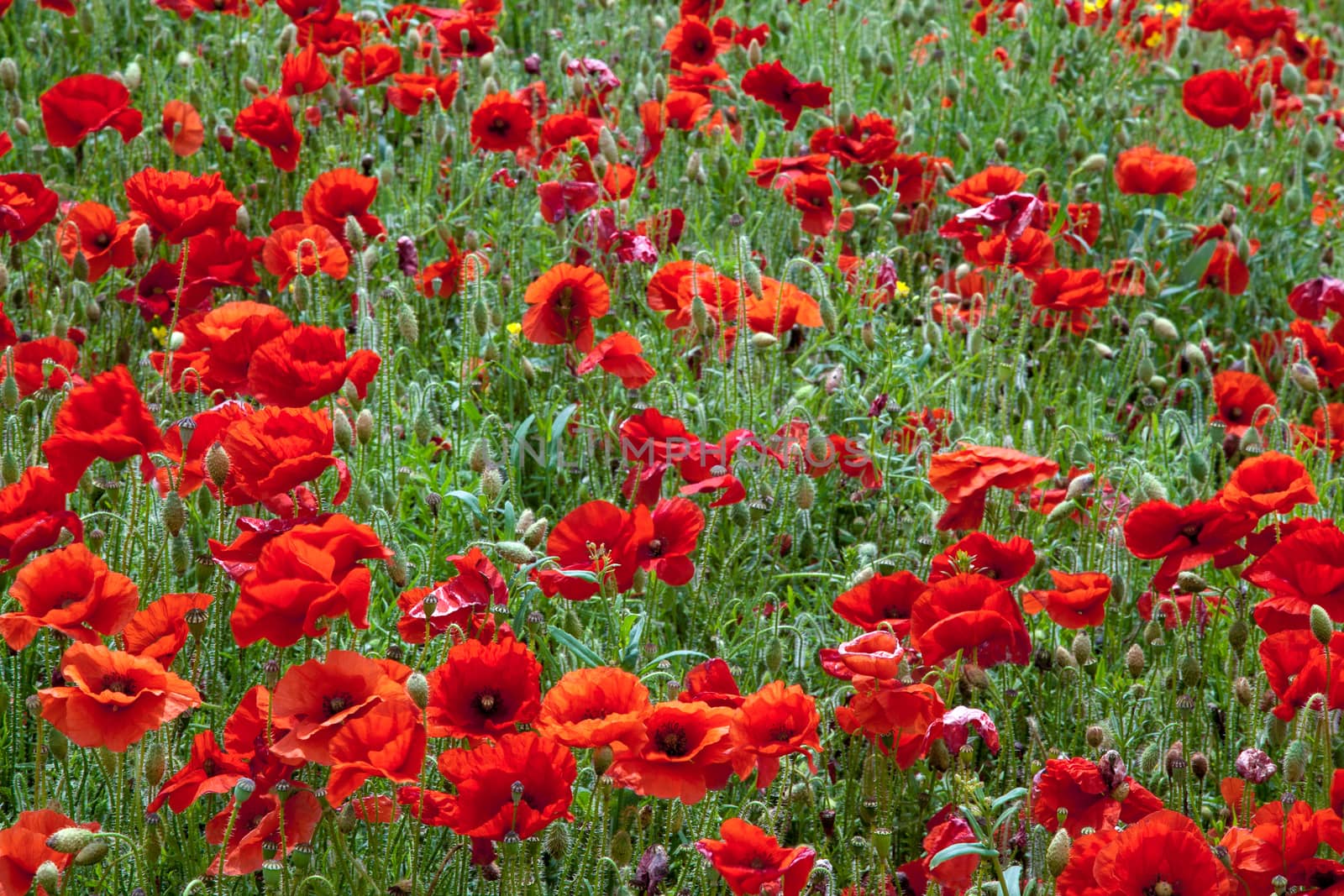 Field of Poppies in Sussex by phil_bird