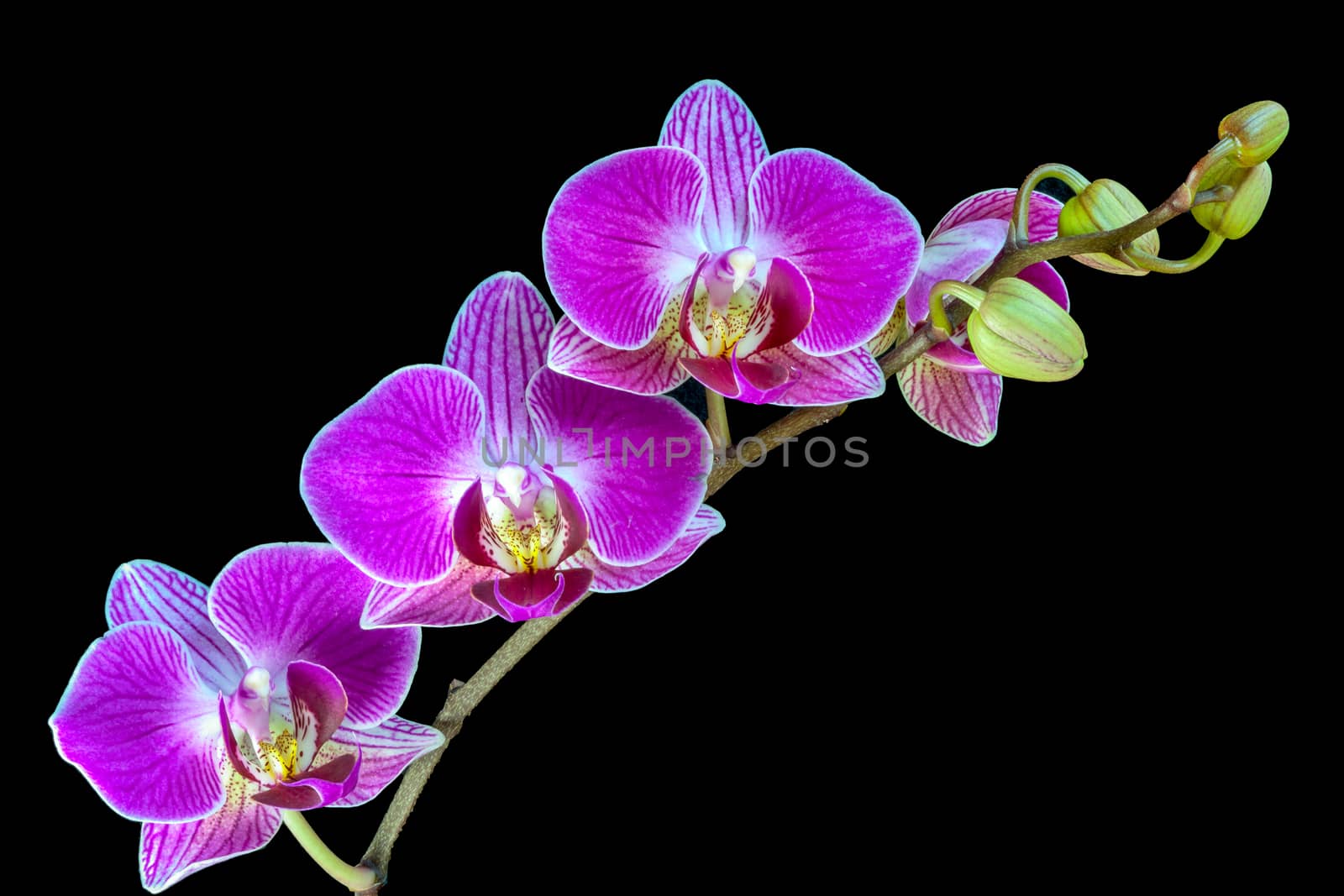 A Spray of Orchid Flowers