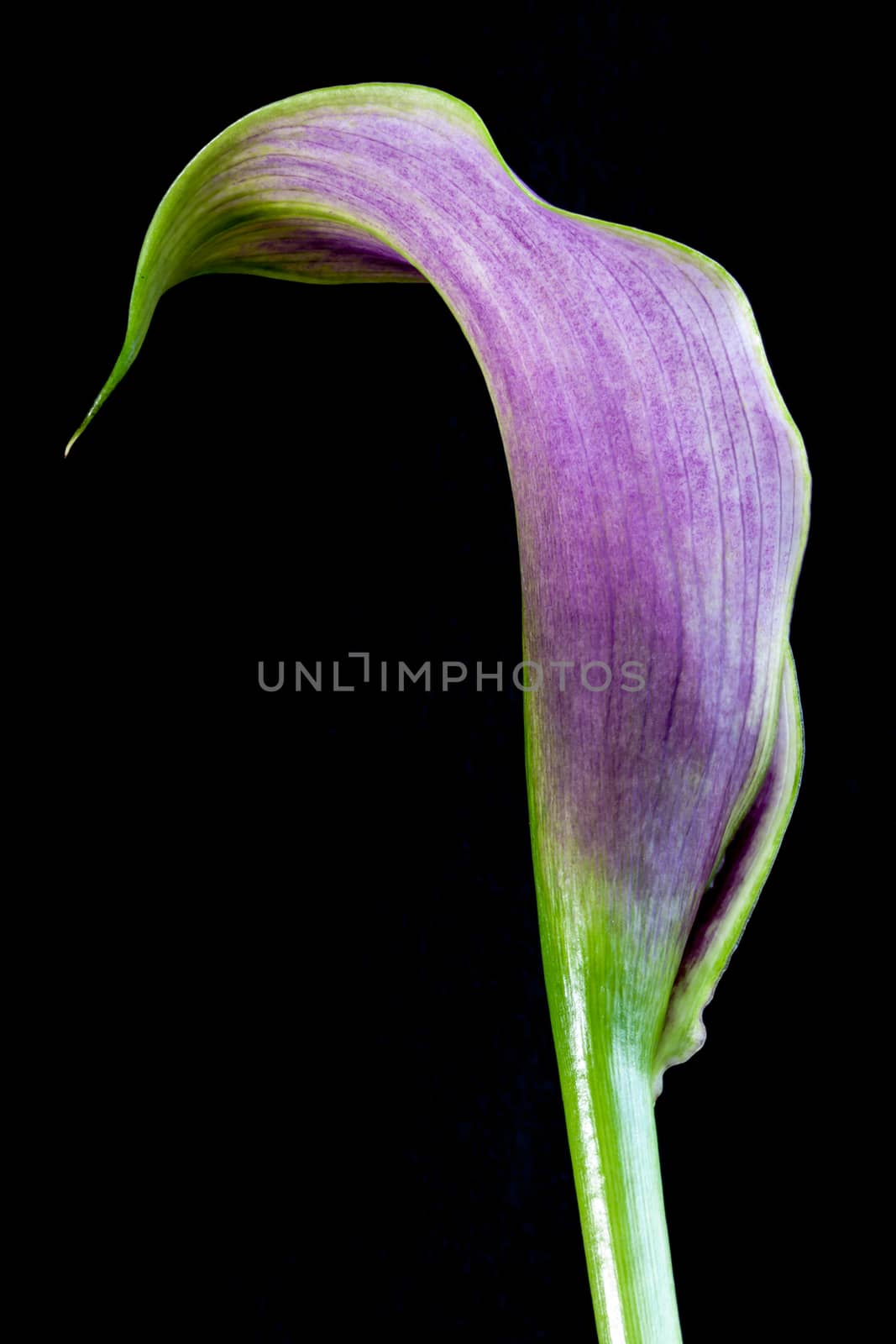 Purple Calla Lily by phil_bird