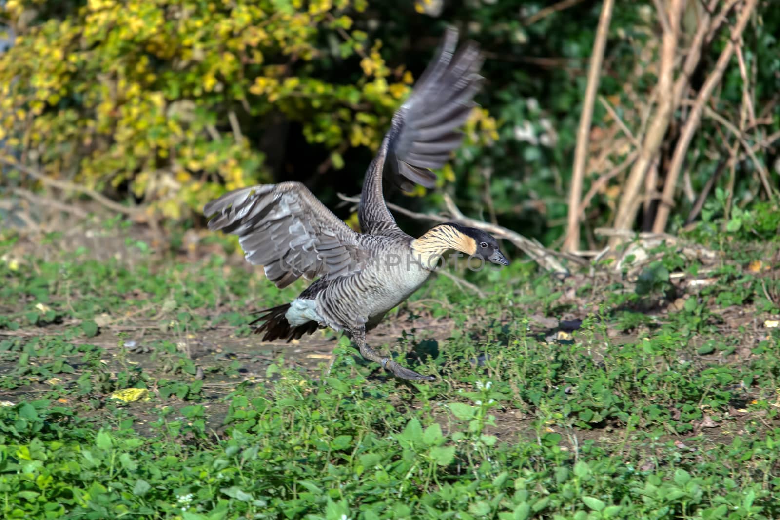 Hawaiian Goose (Branta sandvicensis)