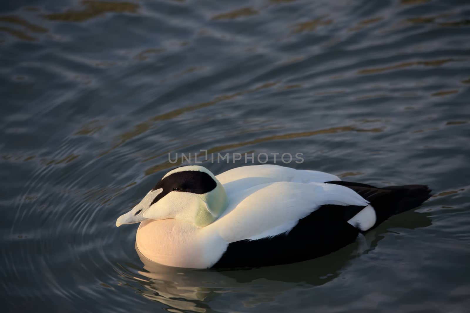 European Eider Duck (Somateria mollissima mollissima)