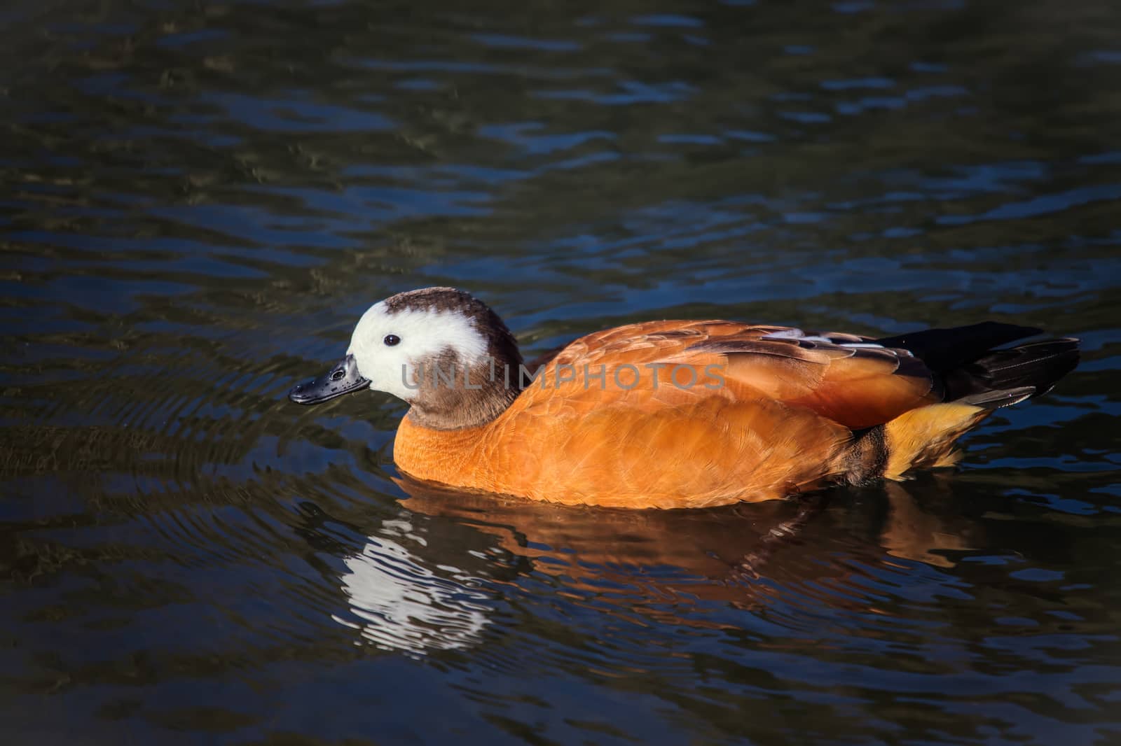 South African Shelduck (Tadorna cana)