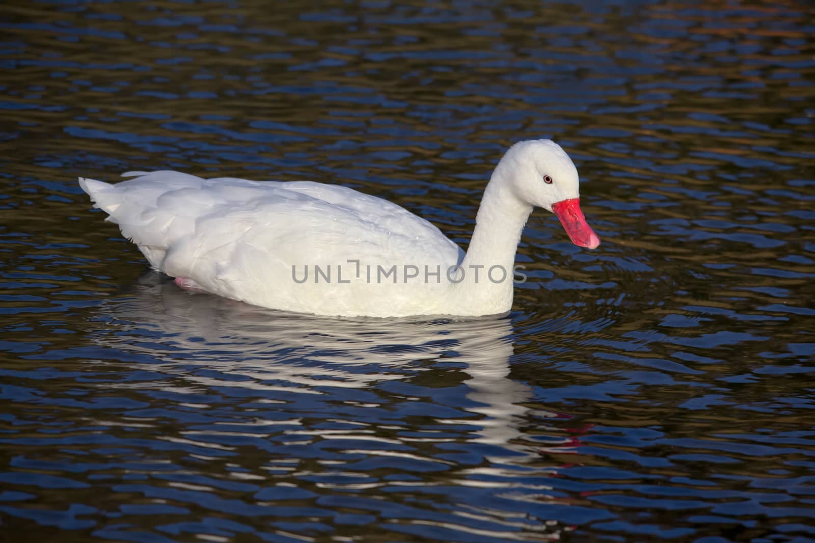 Coscoroba Swan (Coscoroba coscoroba) by phil_bird