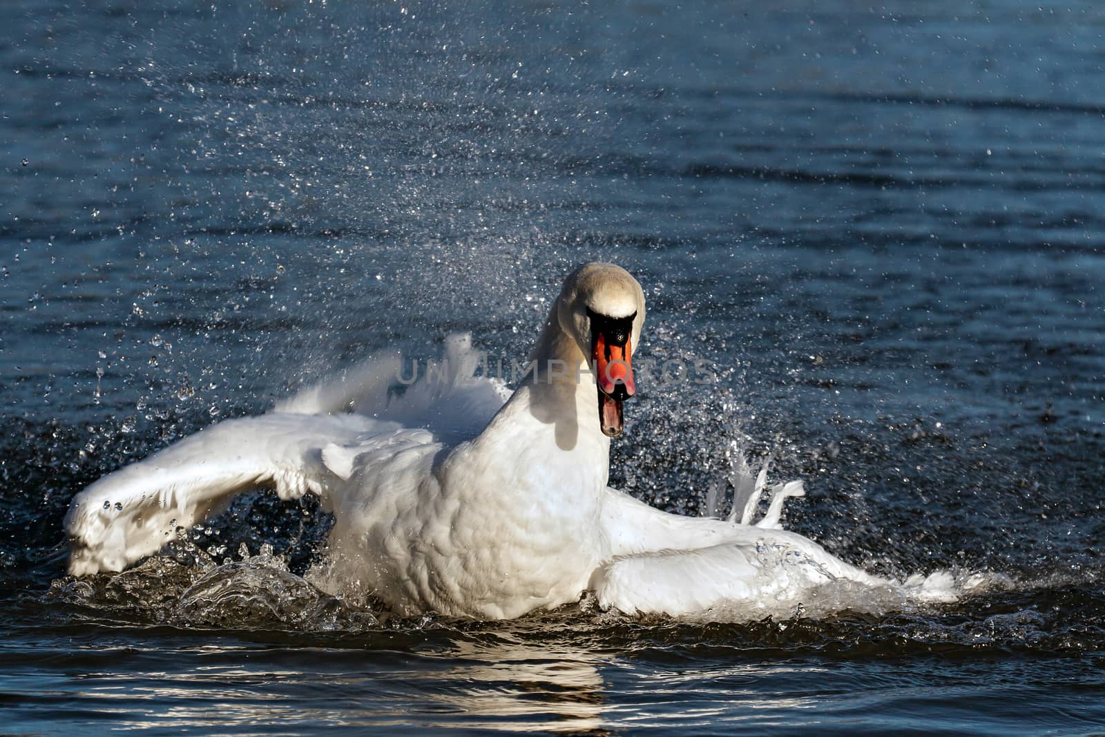 Mute Swan (Cygnus olor) by phil_bird