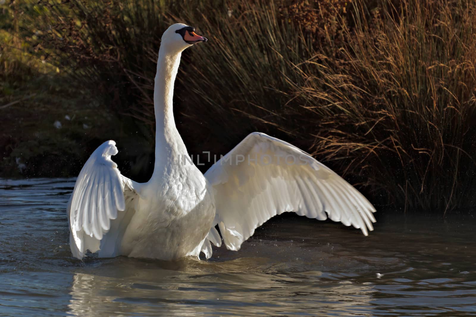 Mute Swan (Cygnus olor) by phil_bird