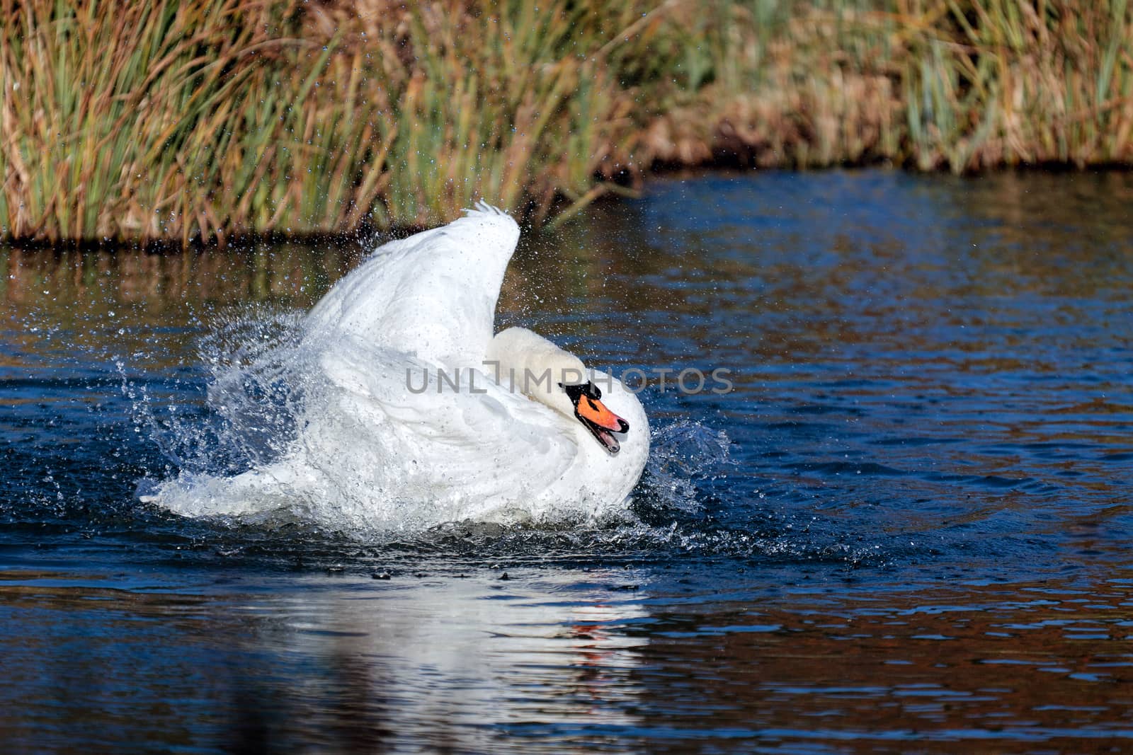 Mute Swan (Cygnus olor) by phil_bird