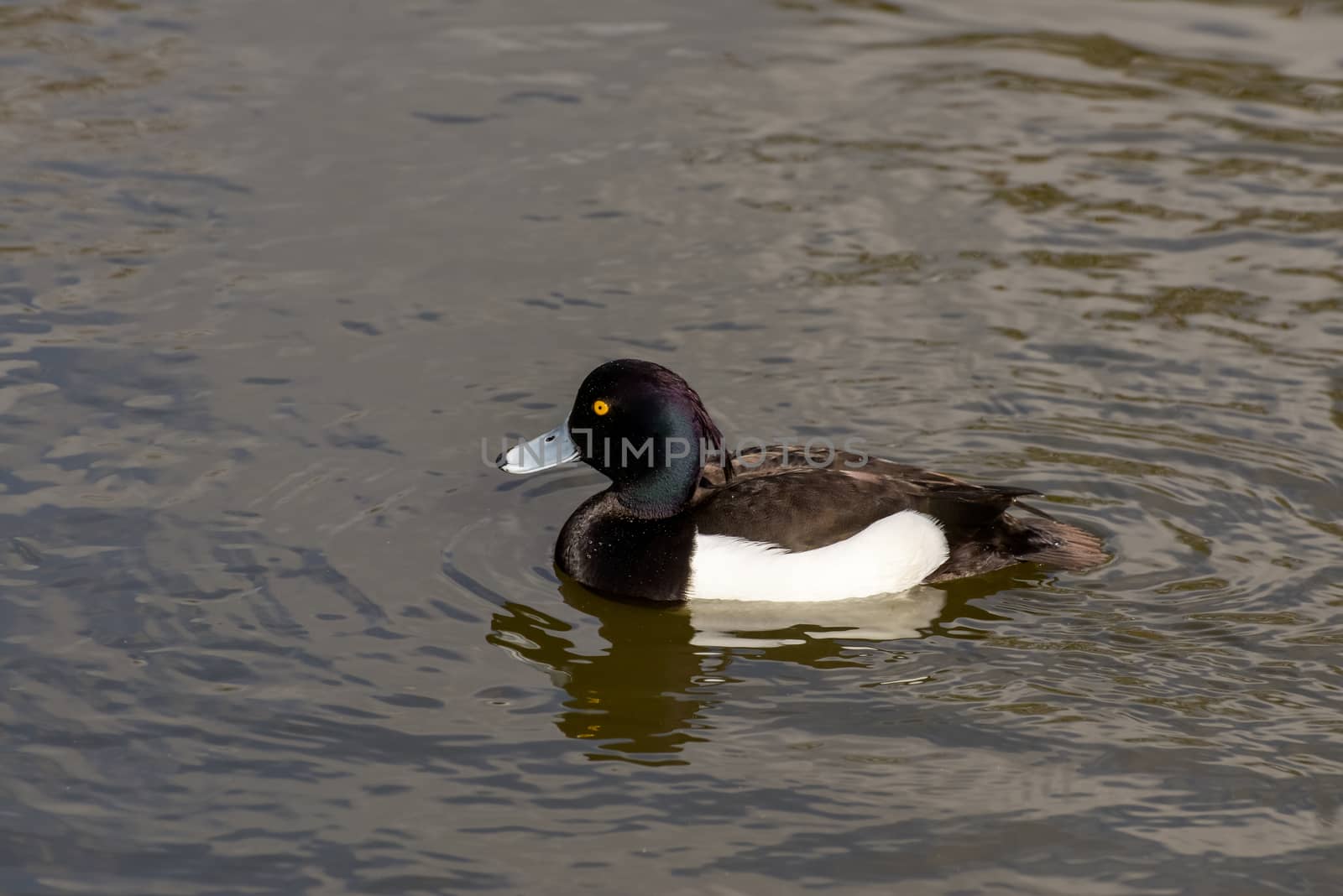 Tufted Duck (Aythya fuligula) by phil_bird